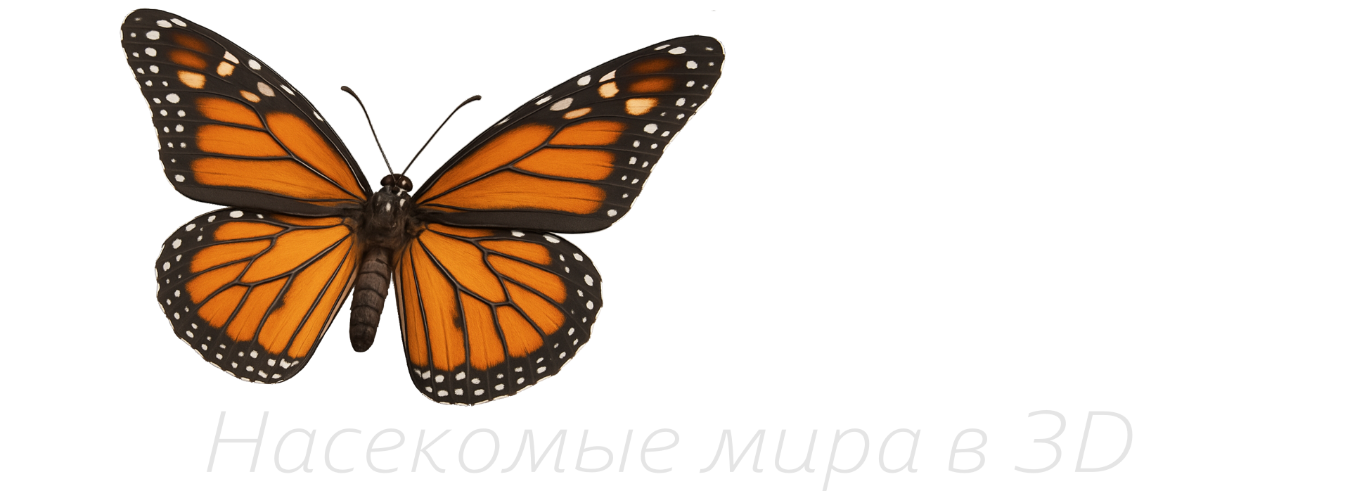 насекомые мира в 3D