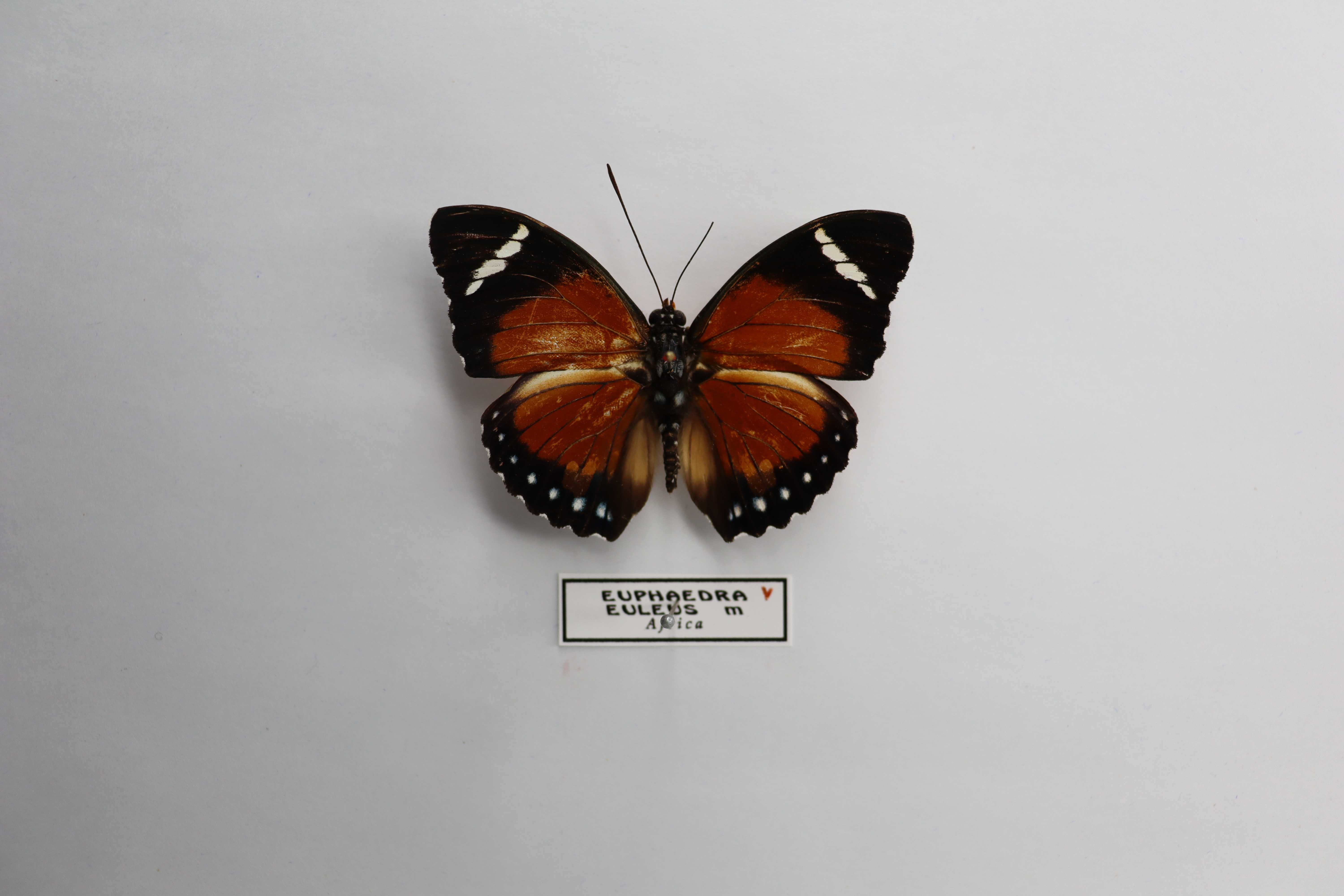 Euphaedra eleus