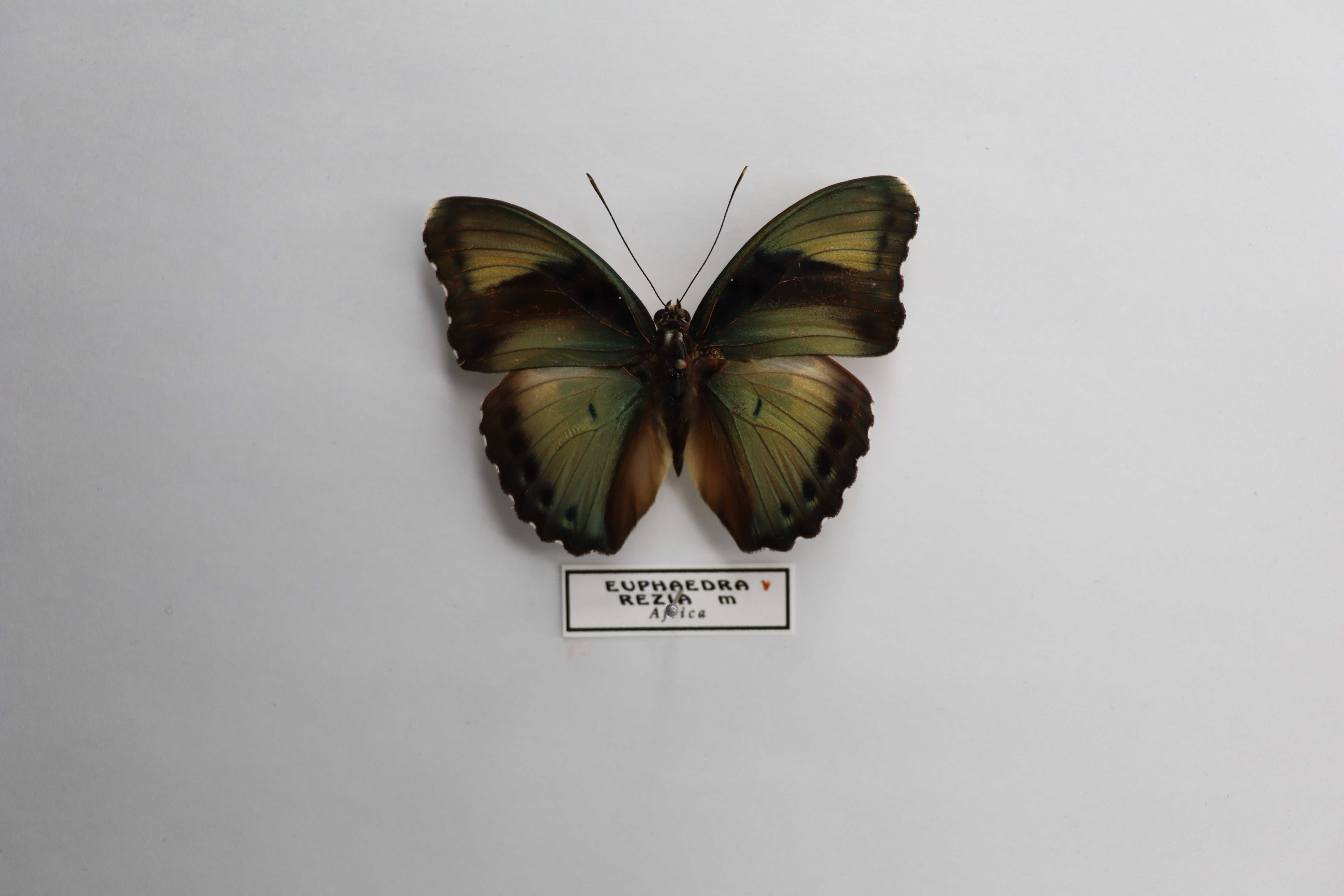 Euphaedra rezia