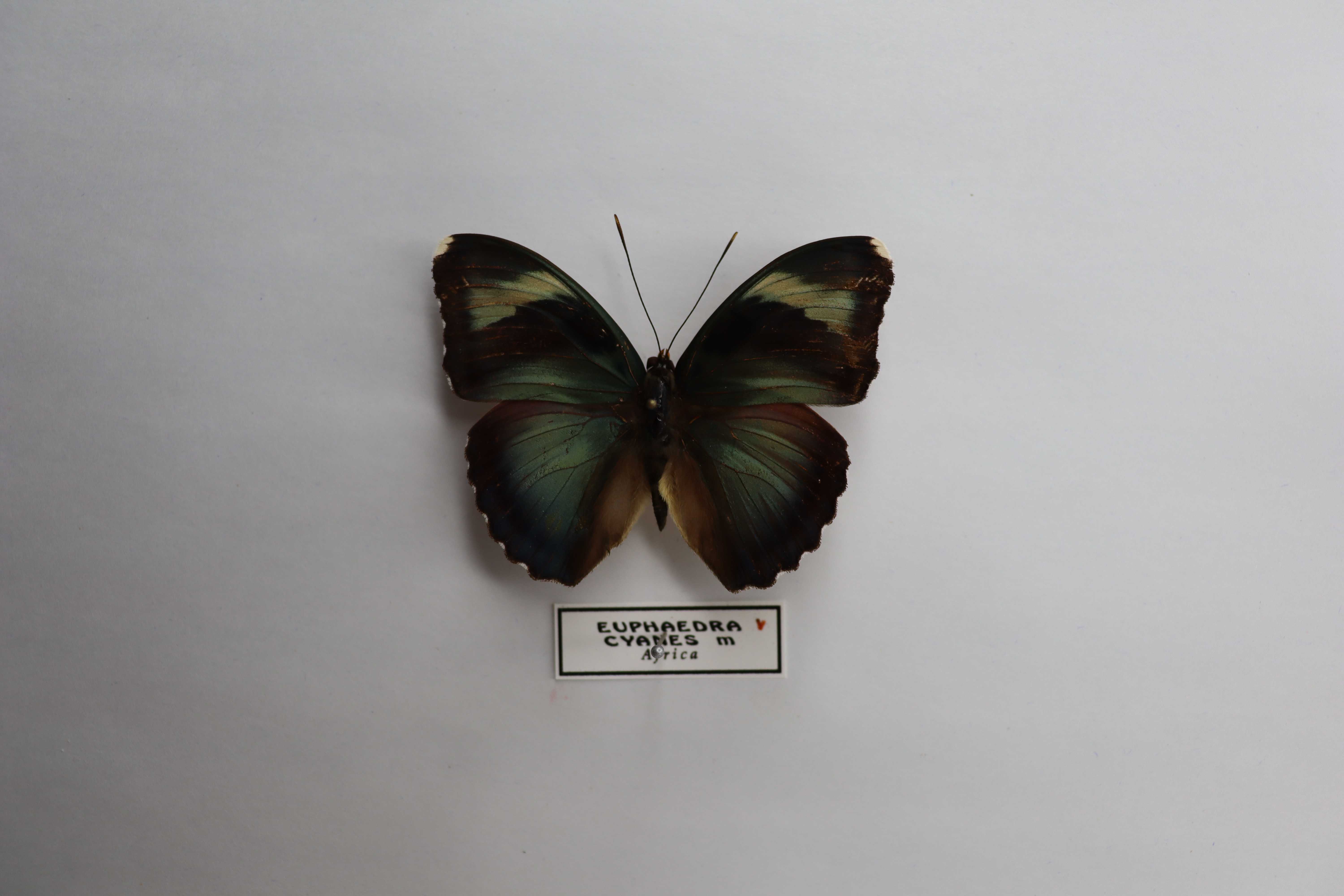 Euphaedra cyanea