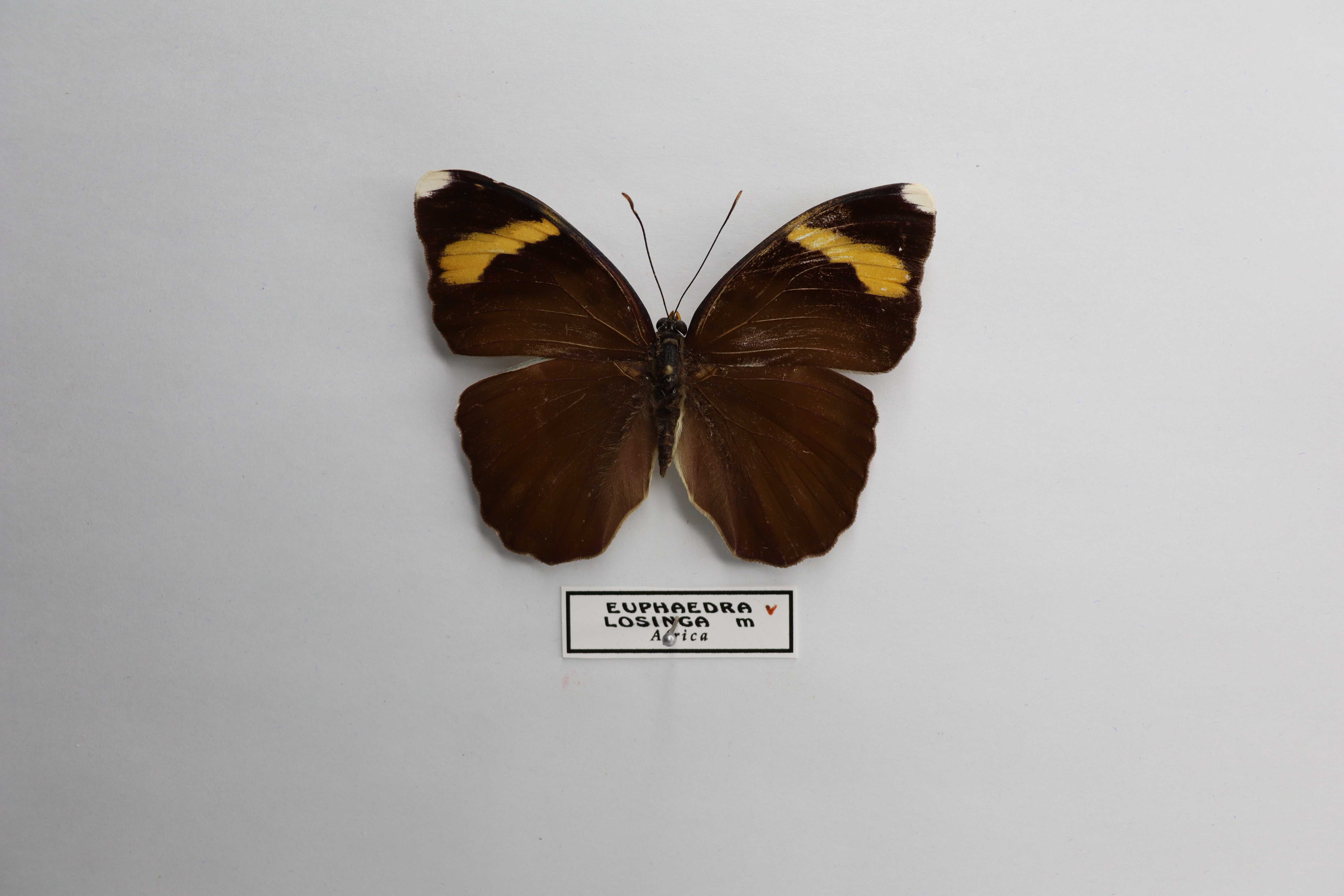 Euphaedra losinga