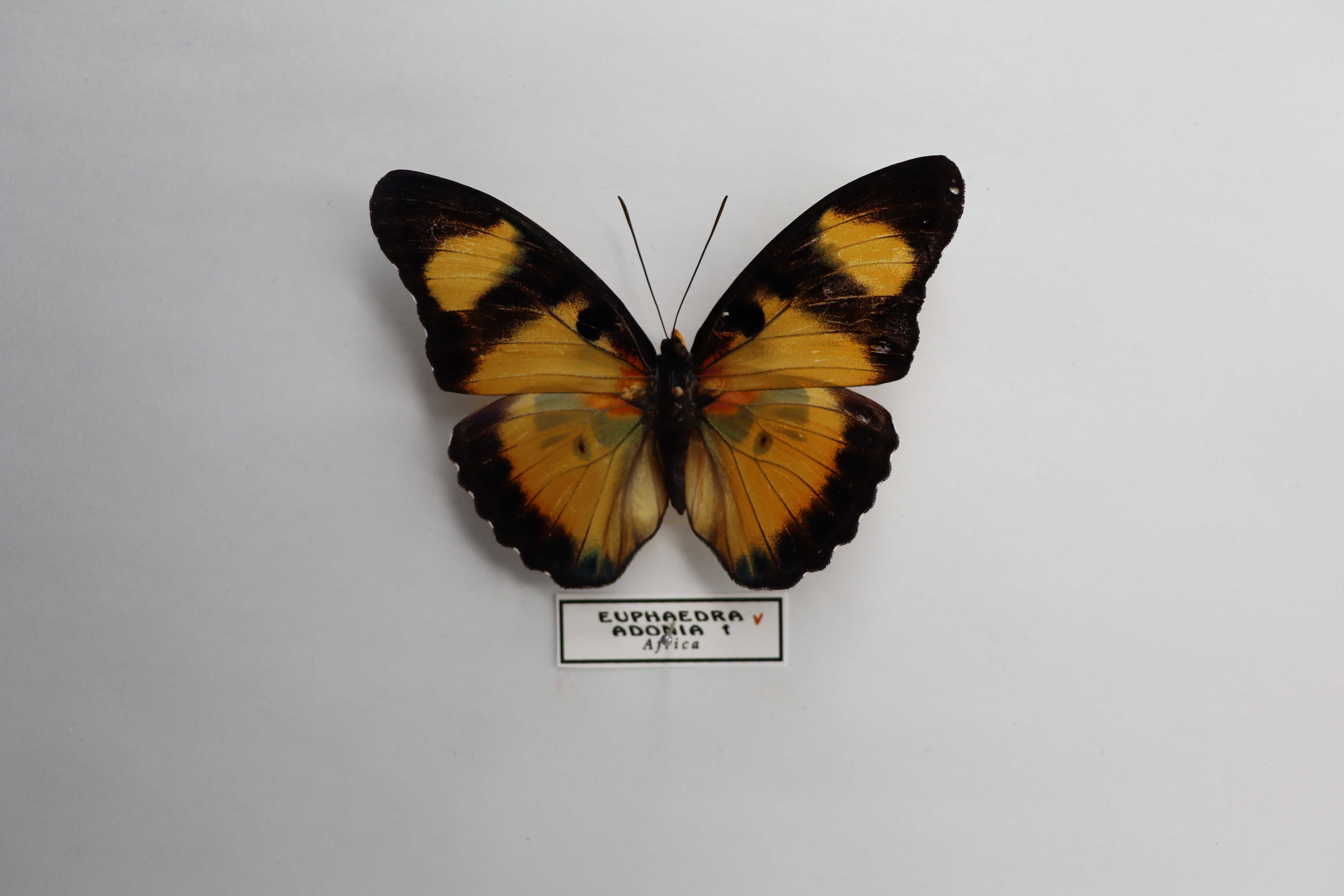 Euphaedra adonia
