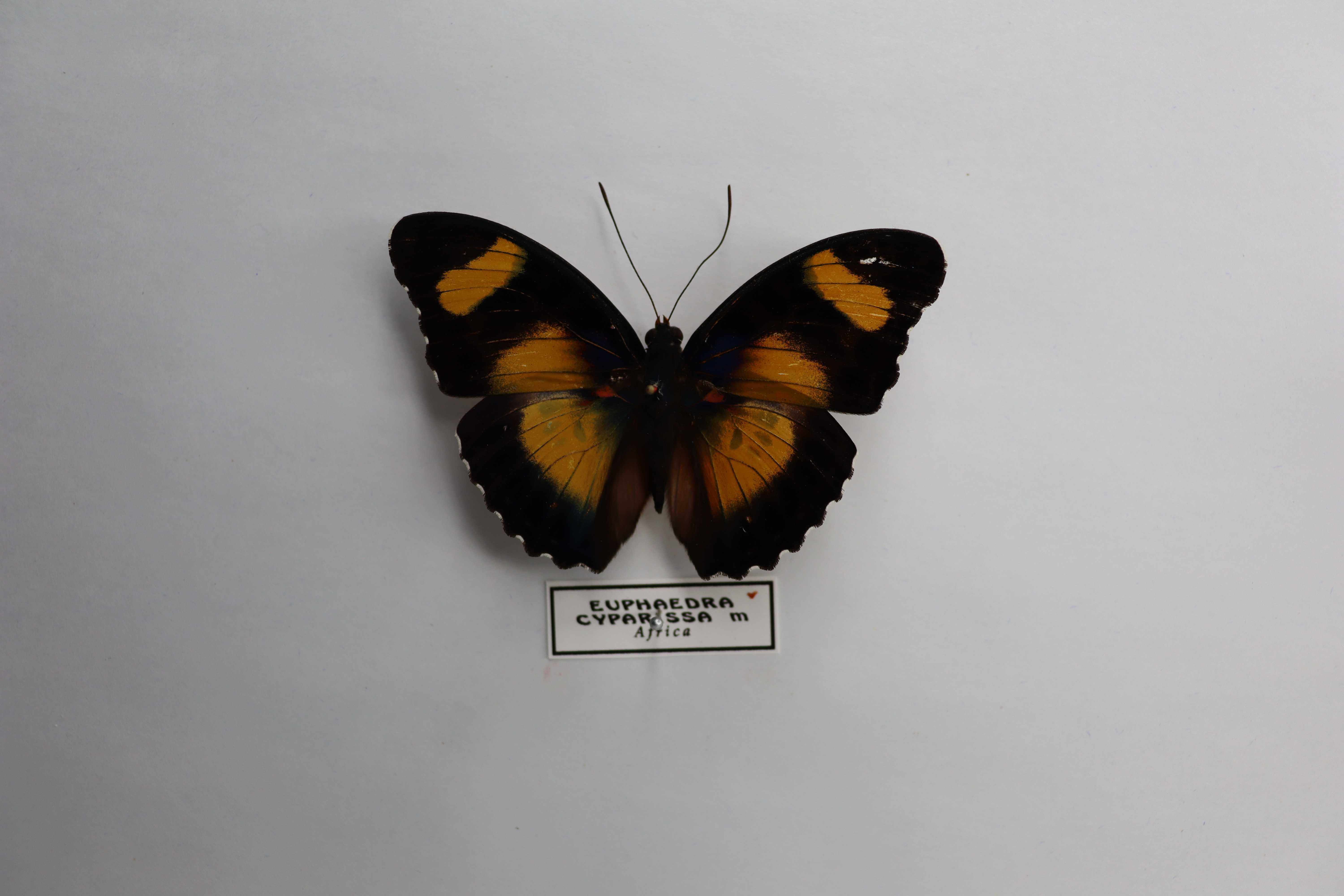 Euphaedra cyparissa