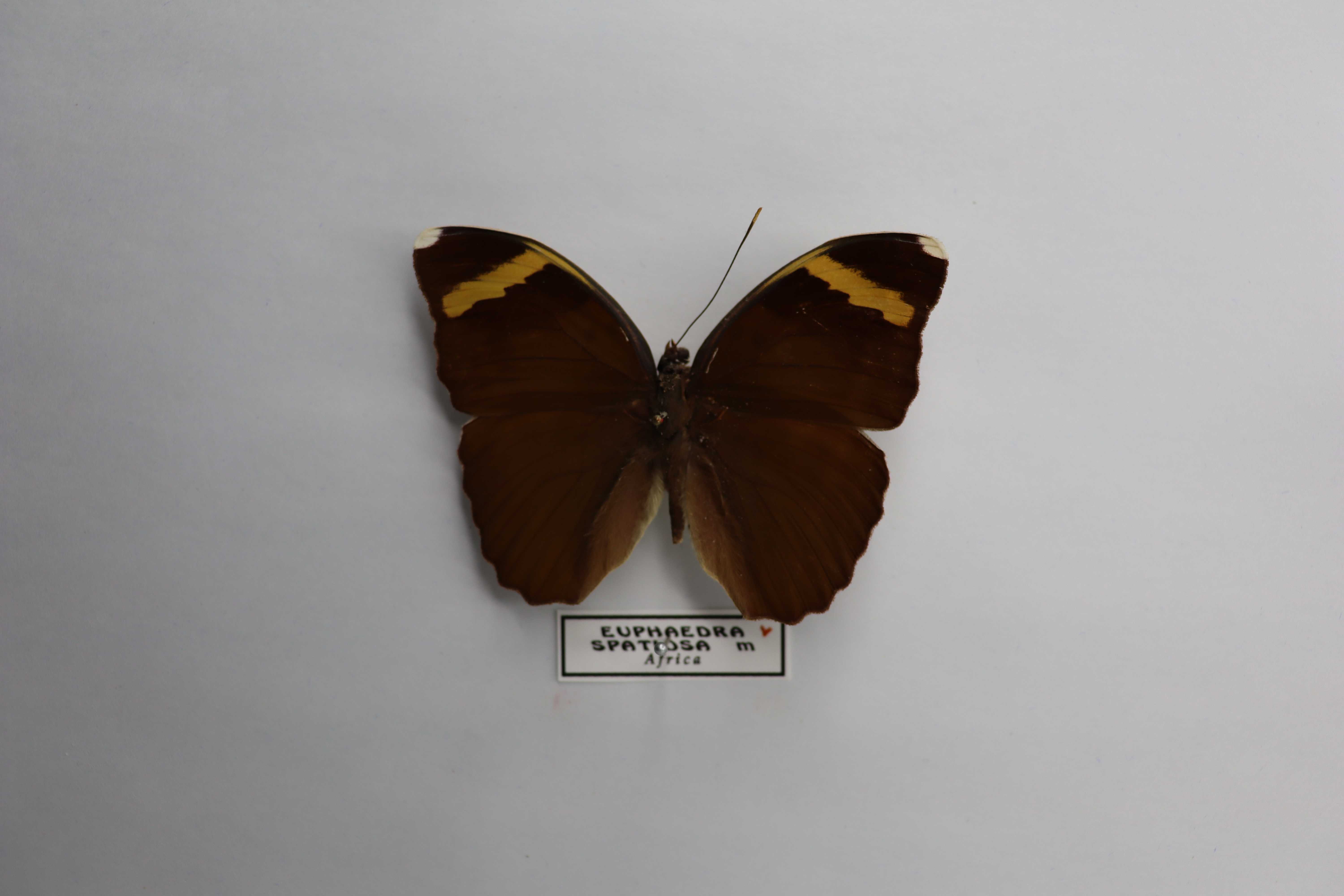 Euphaedra spatiosa