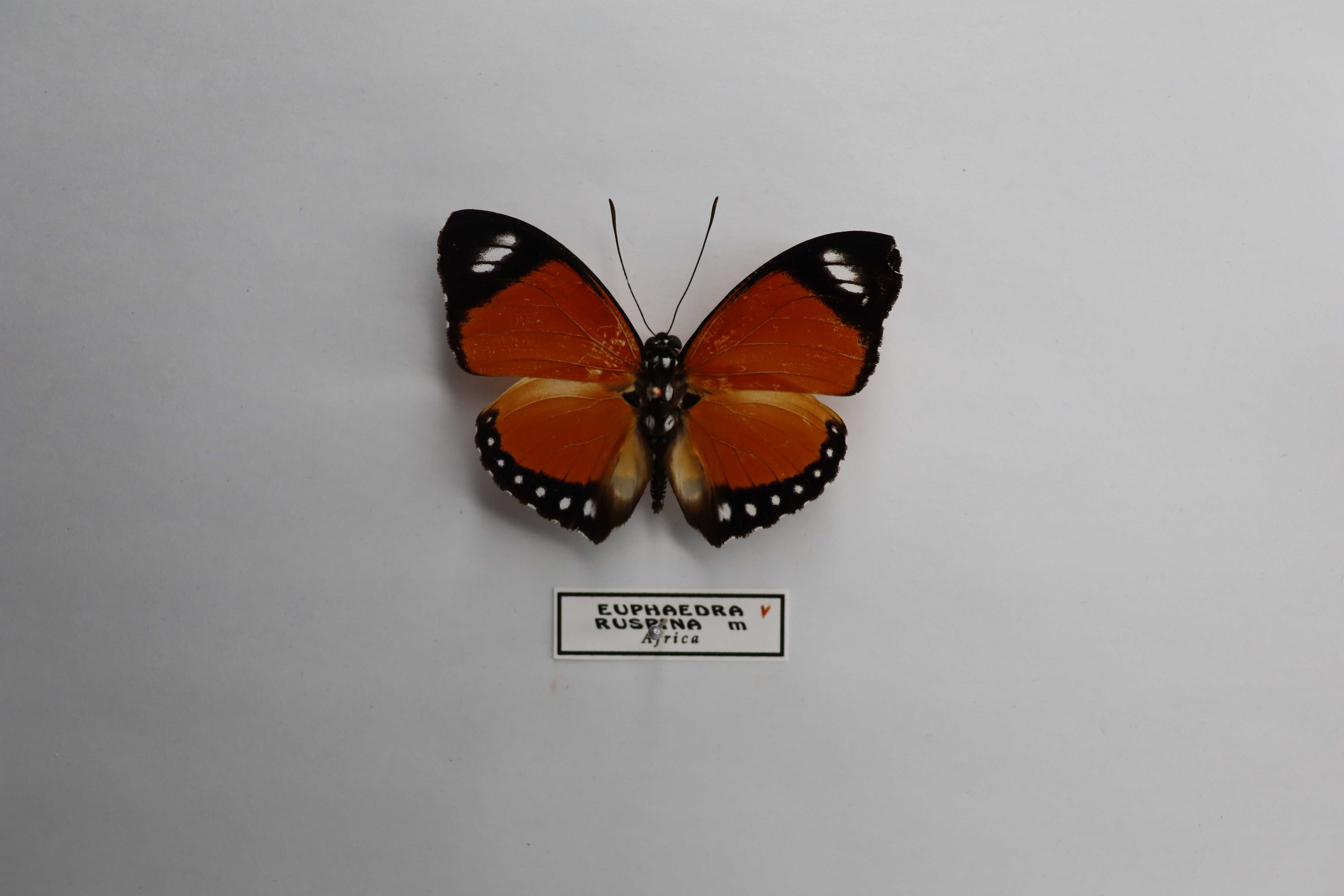 Euphaedra ruspina
