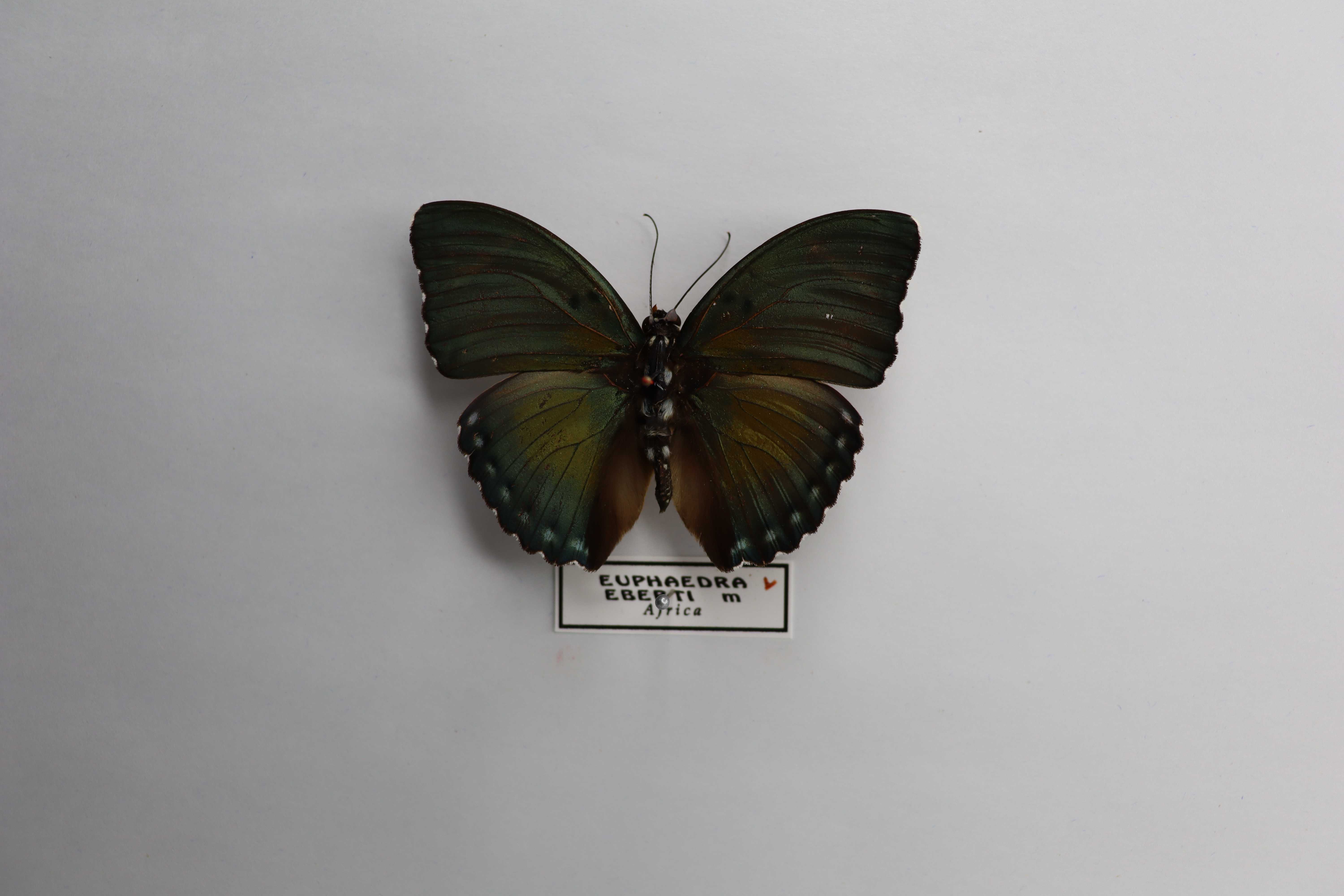 Euphaedra eberti