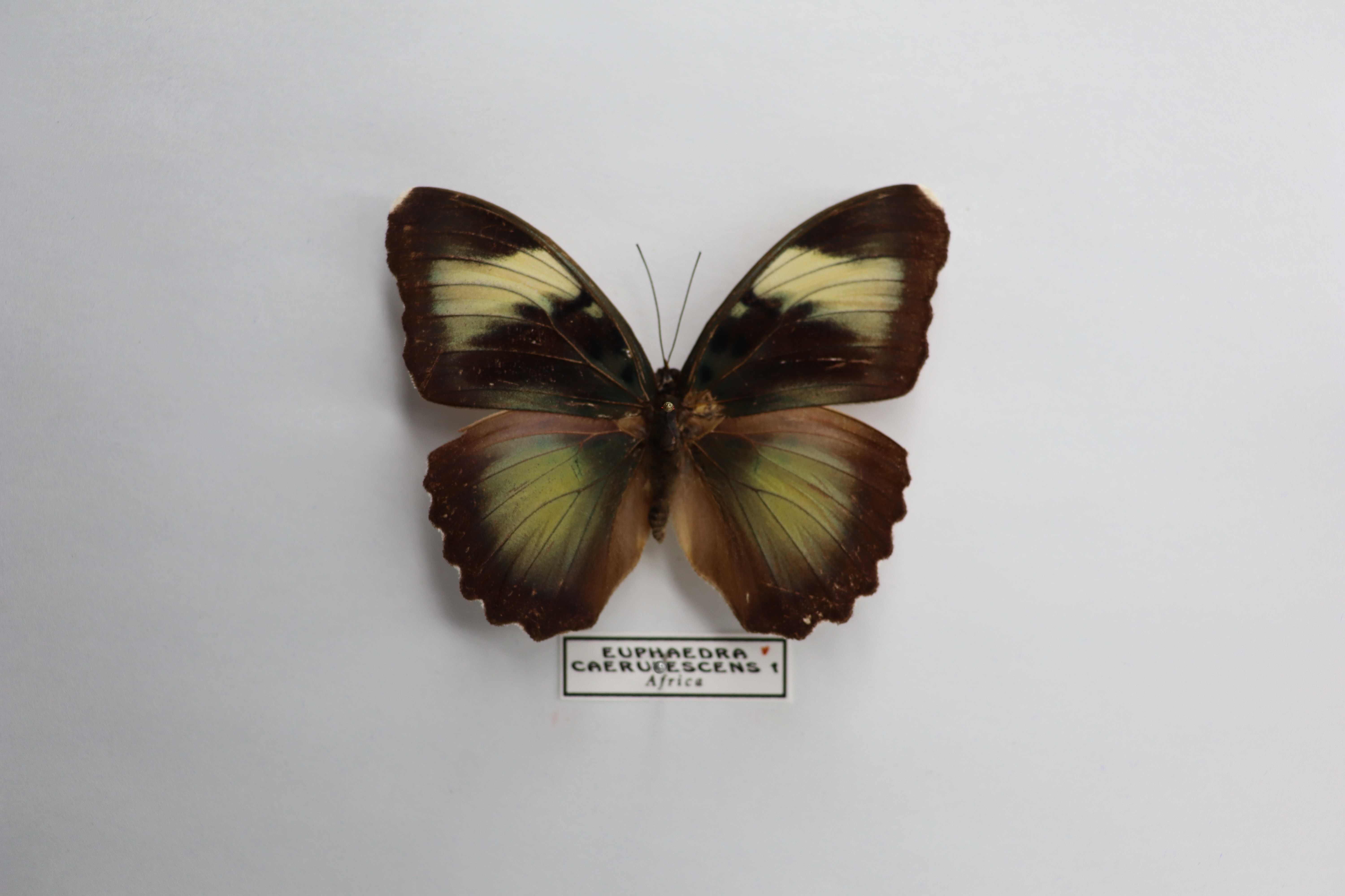 Euphaedra caerulescens