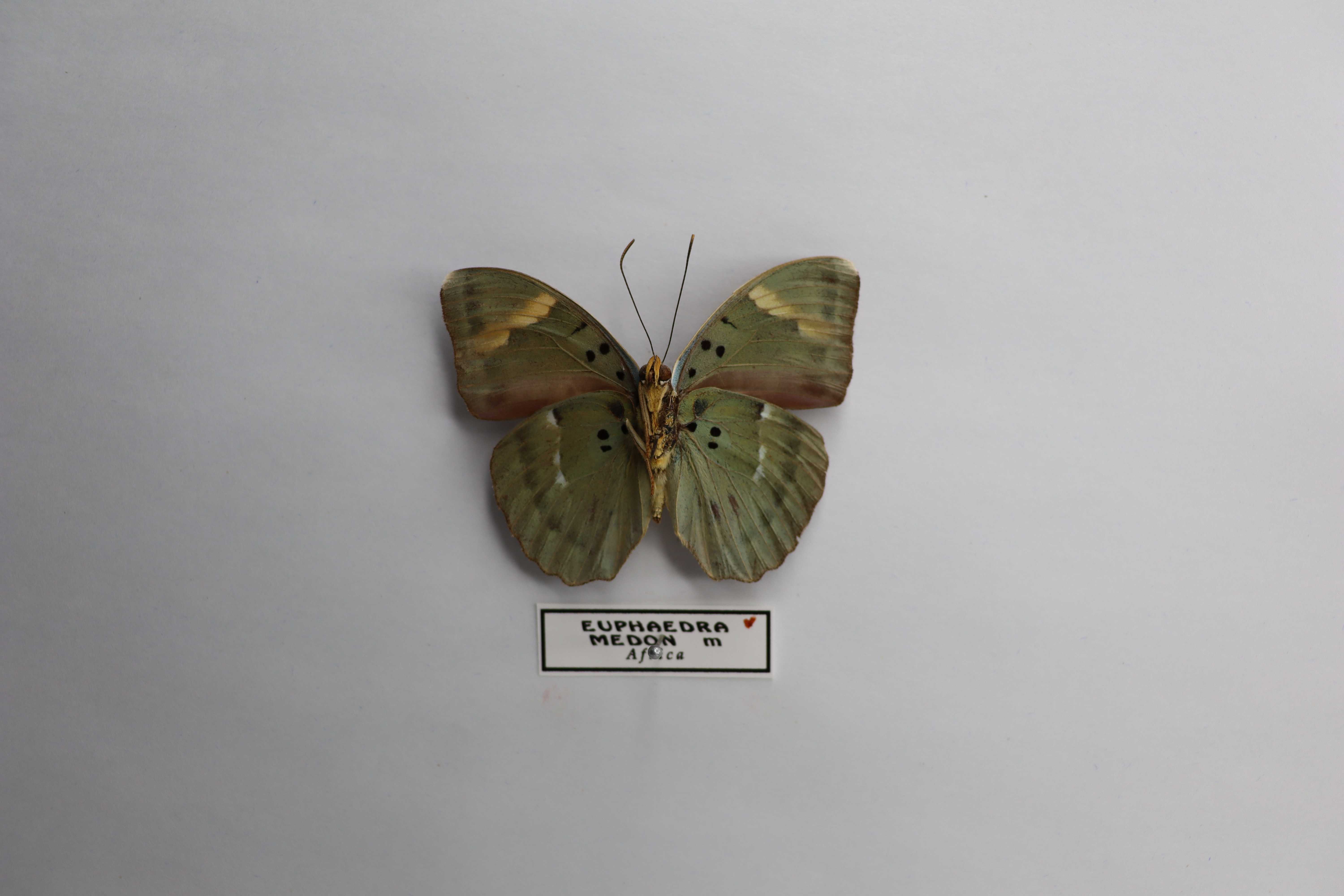 Euphaedra medon