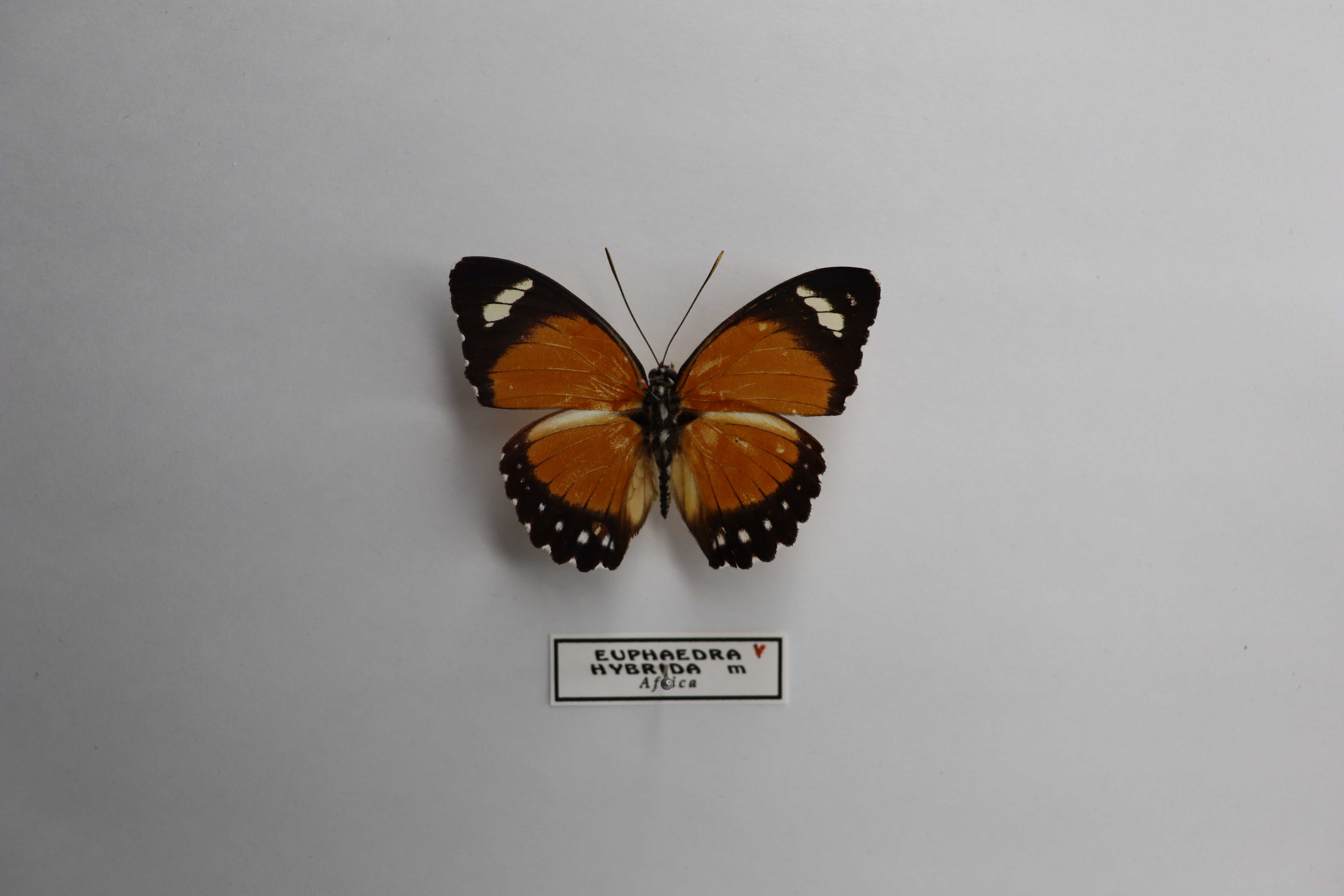 Euphaedra hybrida