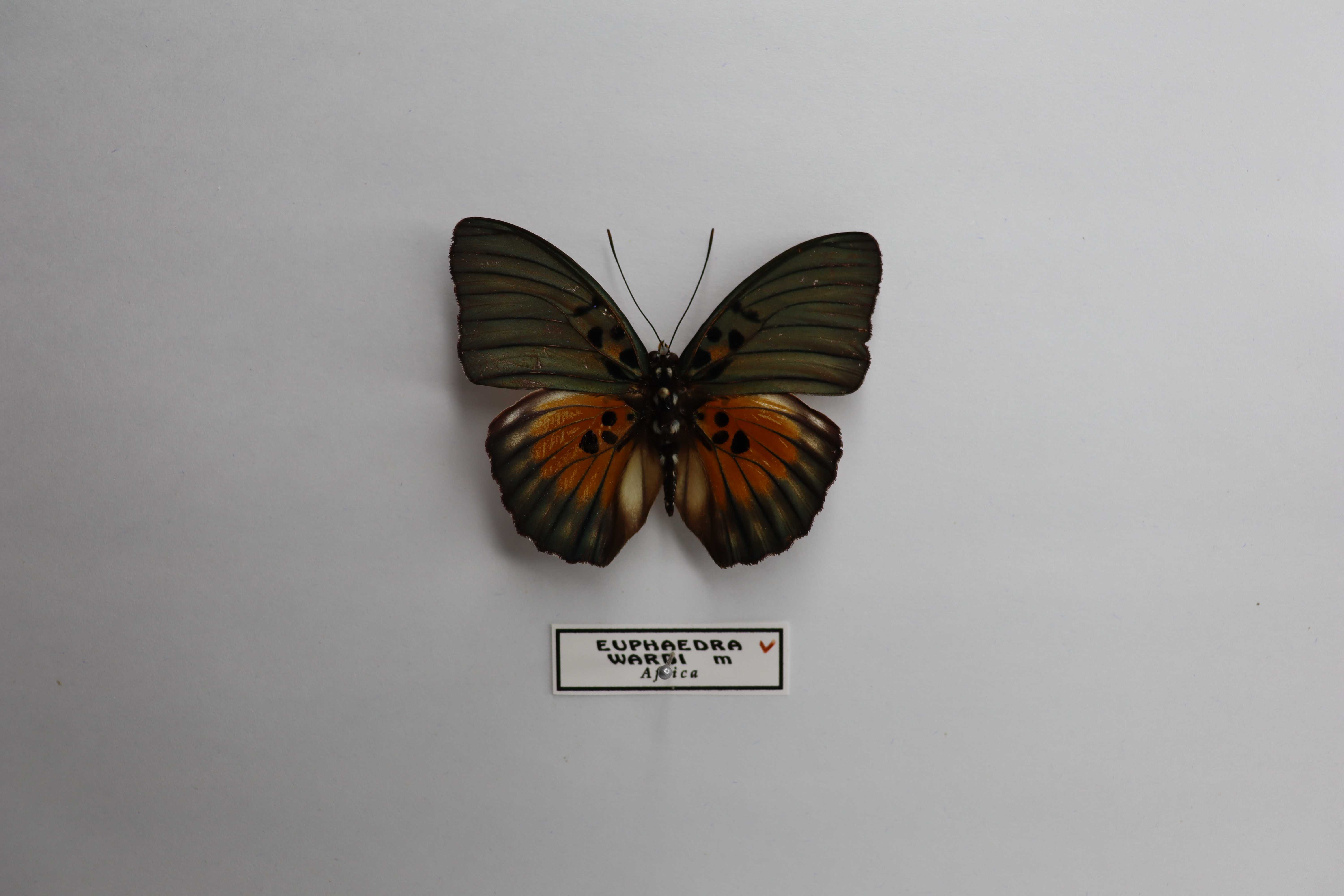 Euphaedra wardi