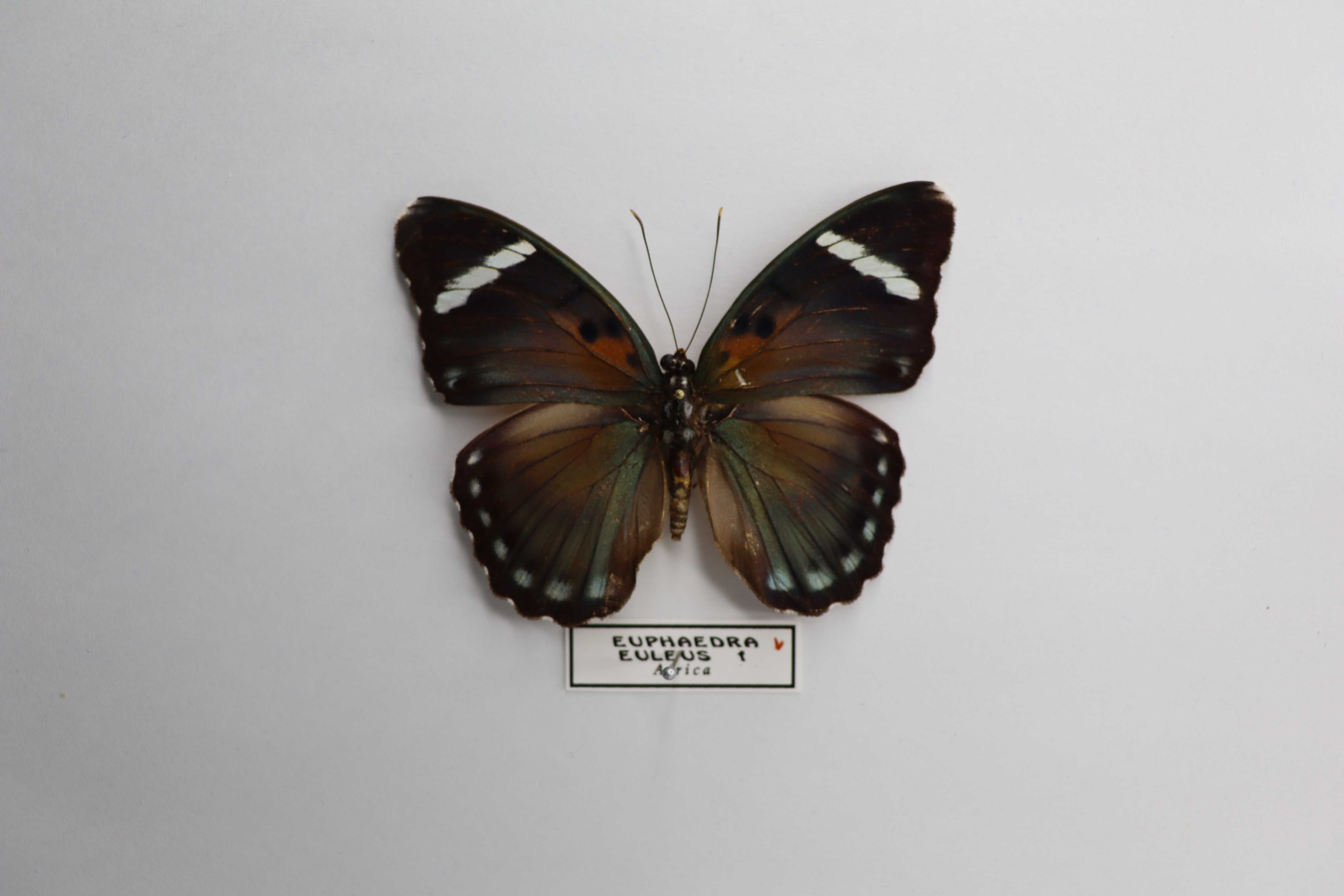 Euphaedra eleus