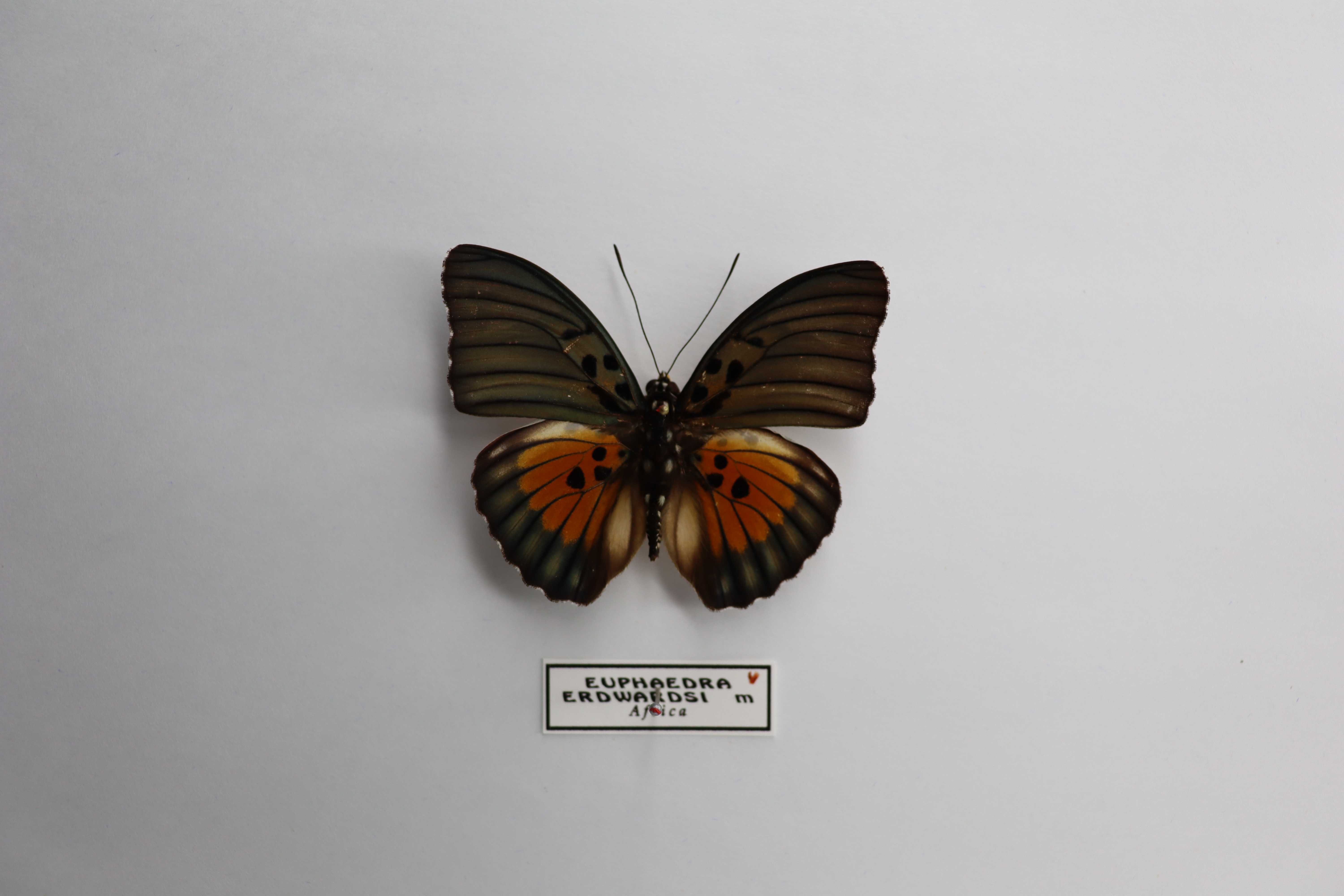 Euphaedra edwardsi