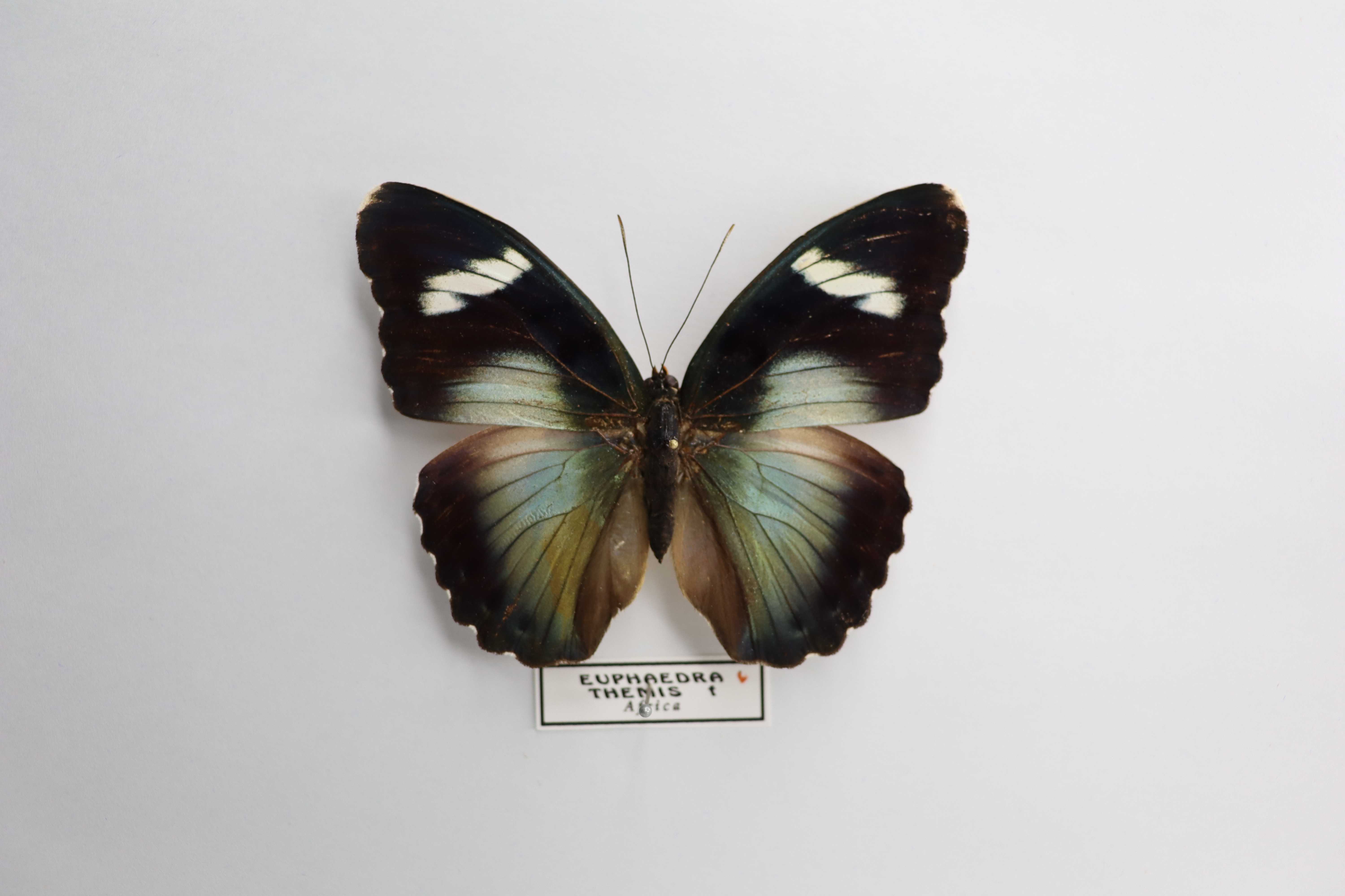 Euphaedra themis