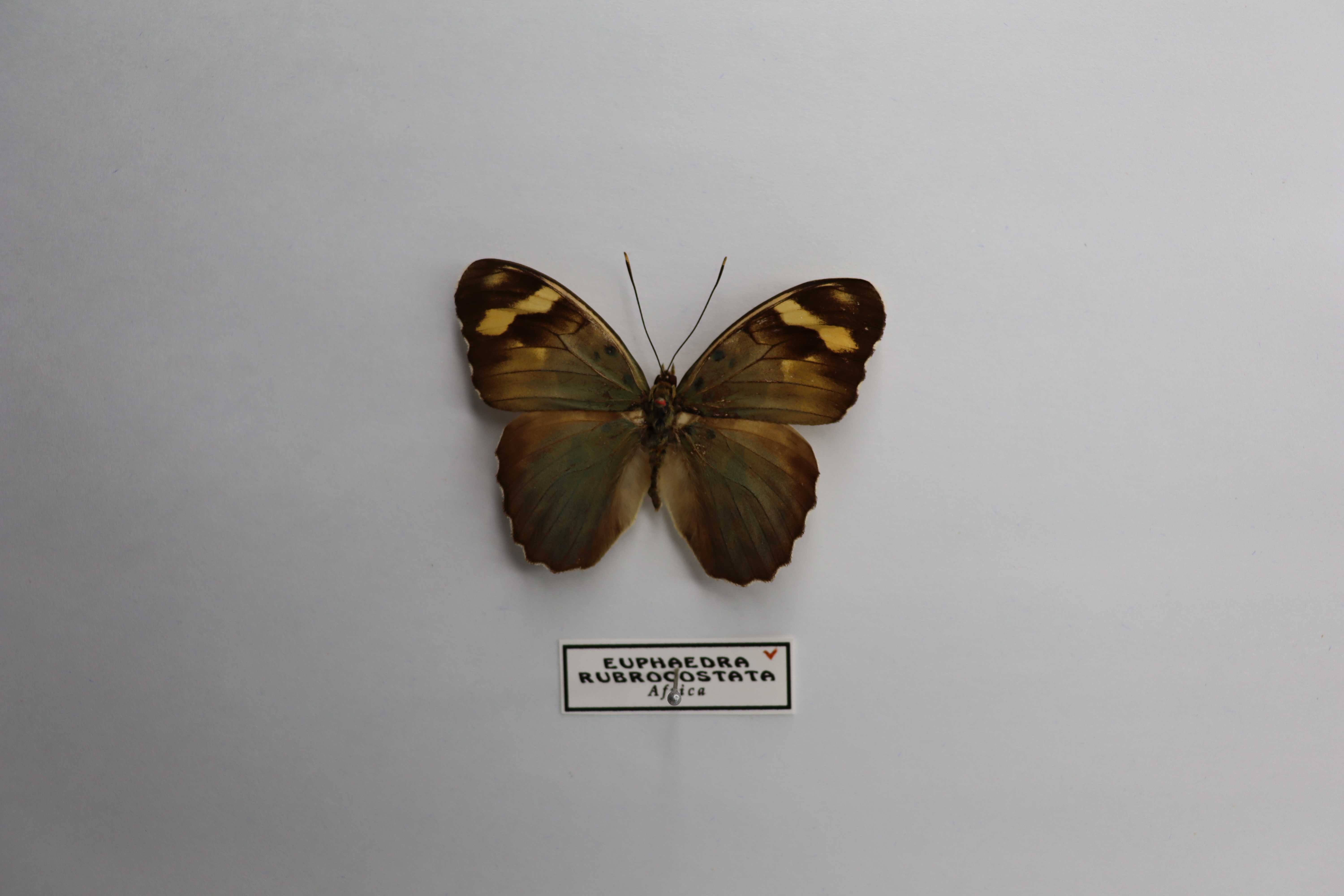 Euphaedra rubrocostata