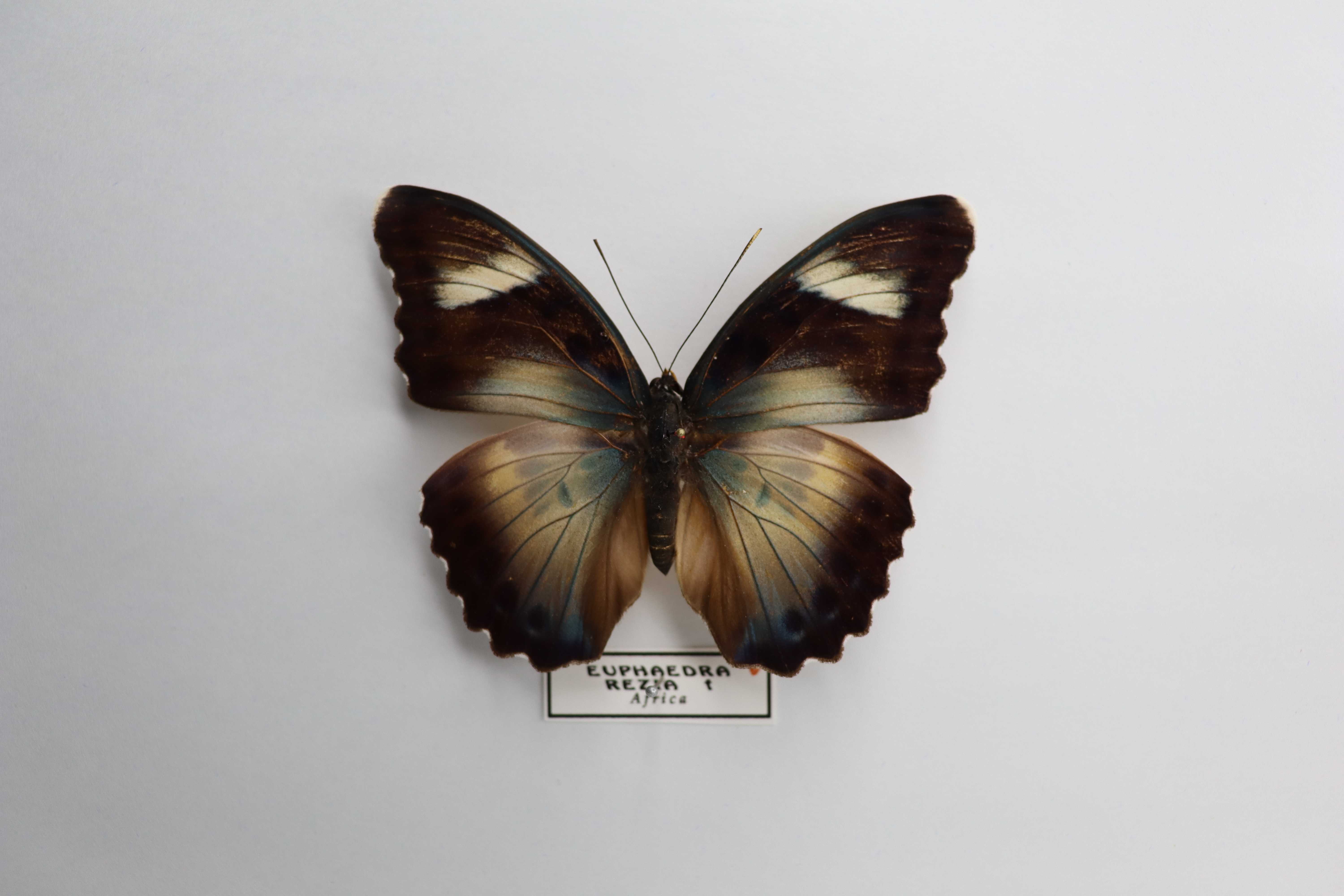 Euphaedra rezia