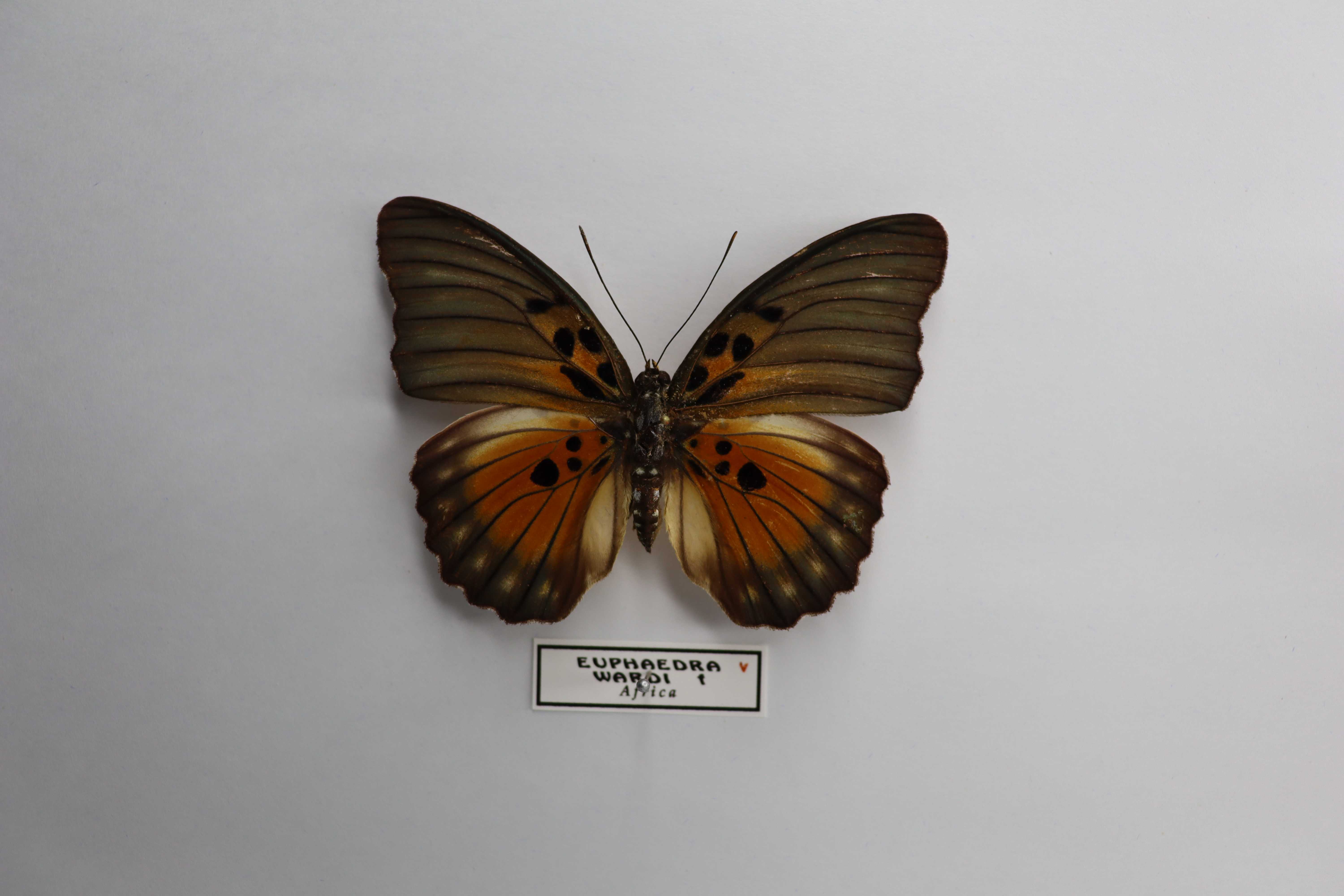 Euphaedra wardi