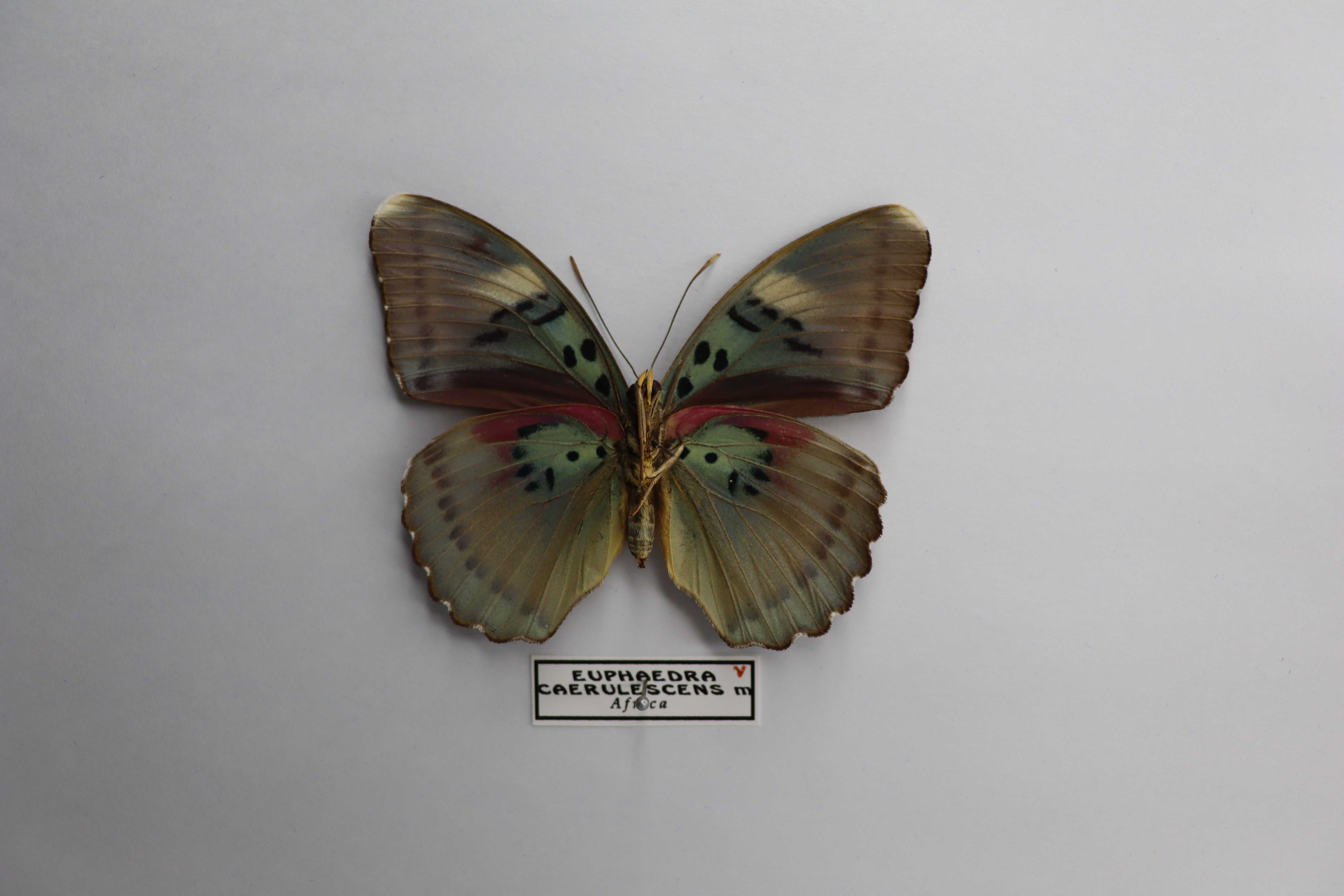 Euphaedra caerulescens