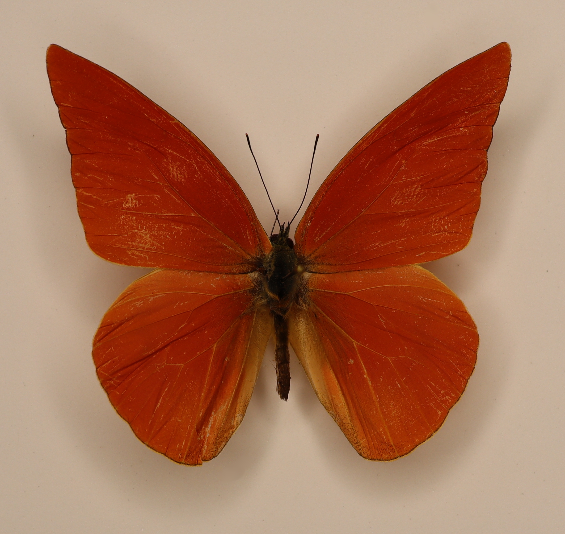 Appias Zarinda Indonesia