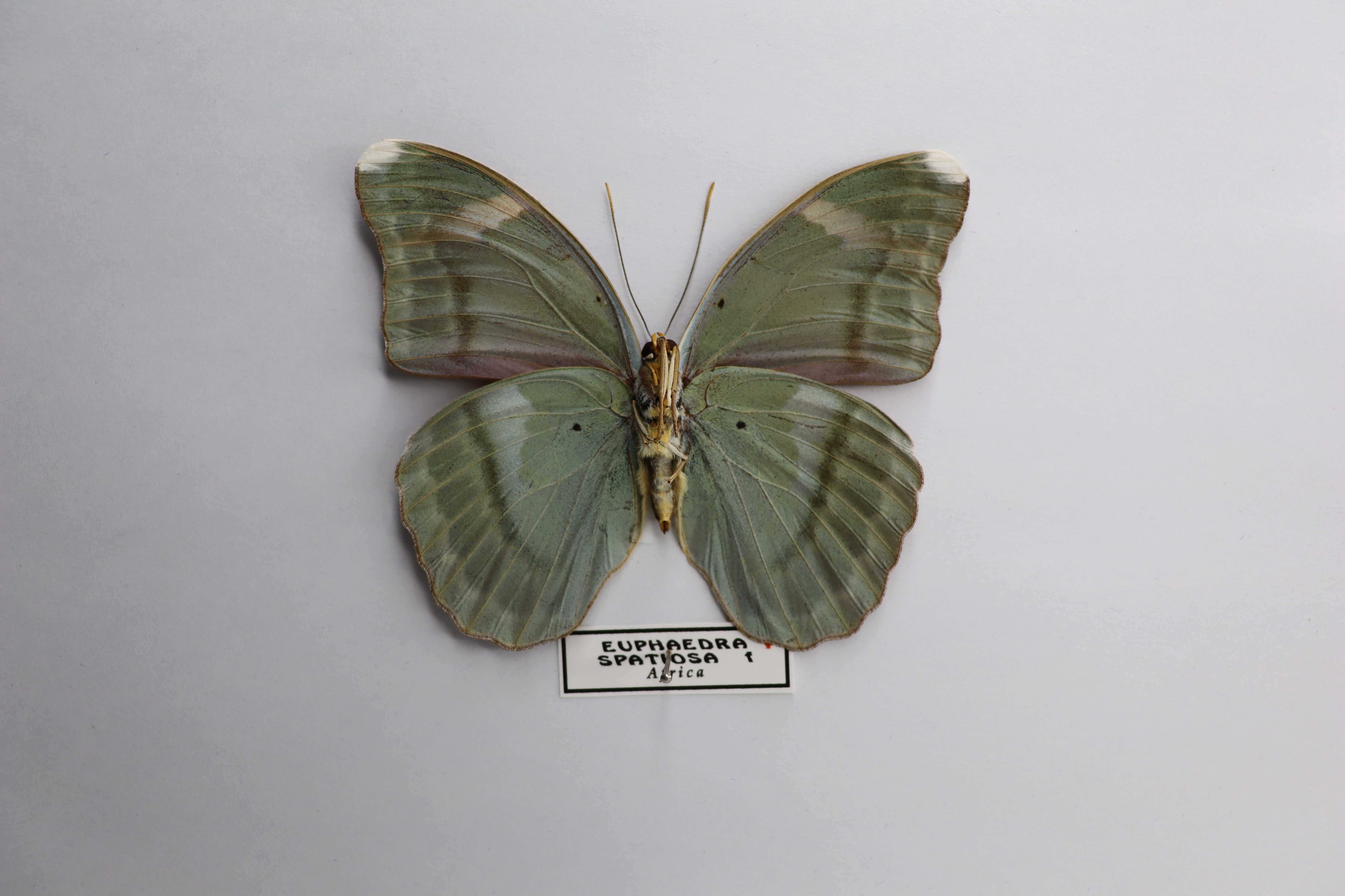 Euphaedra spatiosa