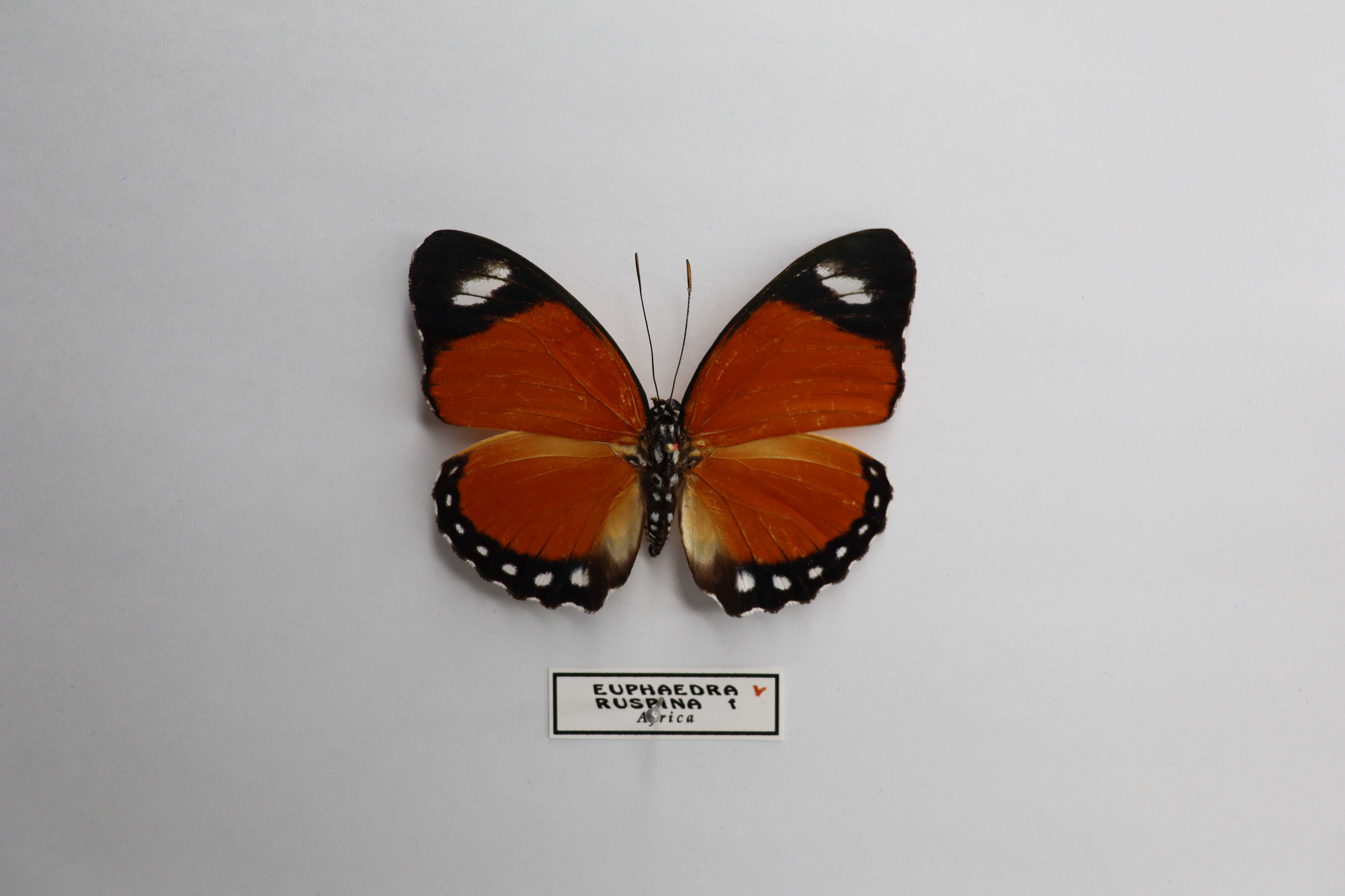 Euphaedra ruspina