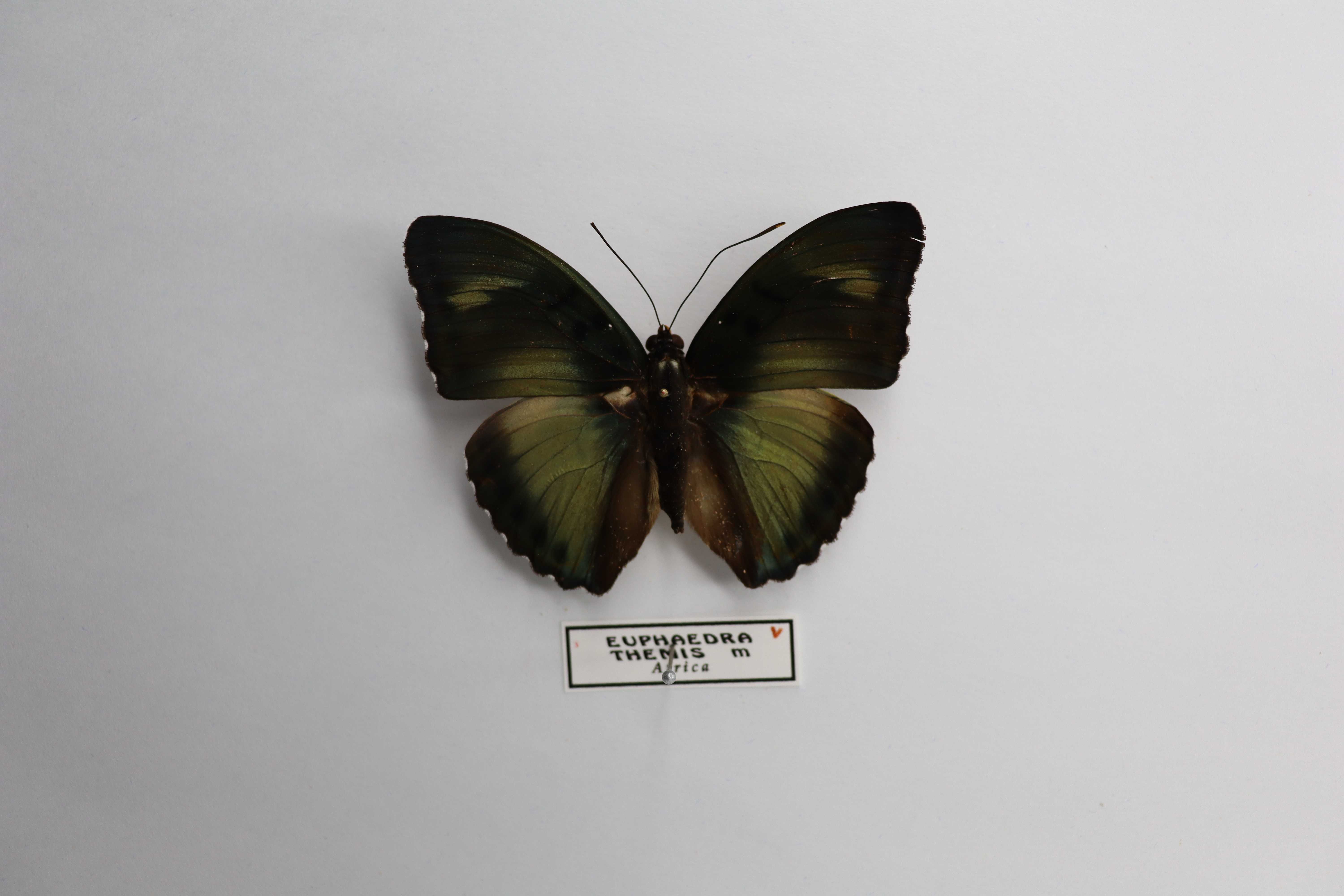 Euphaedra themis