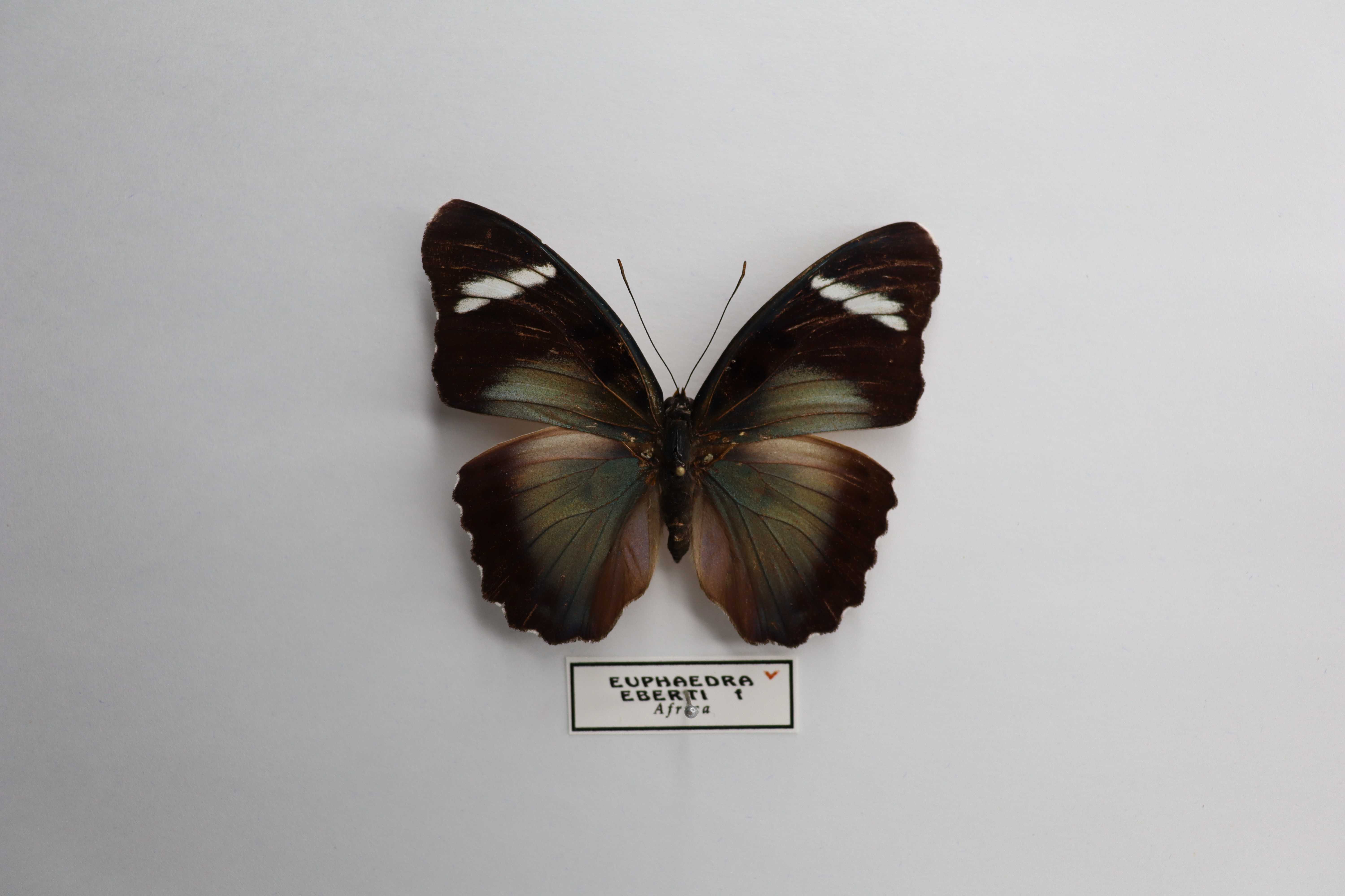 Euphaedra eberti