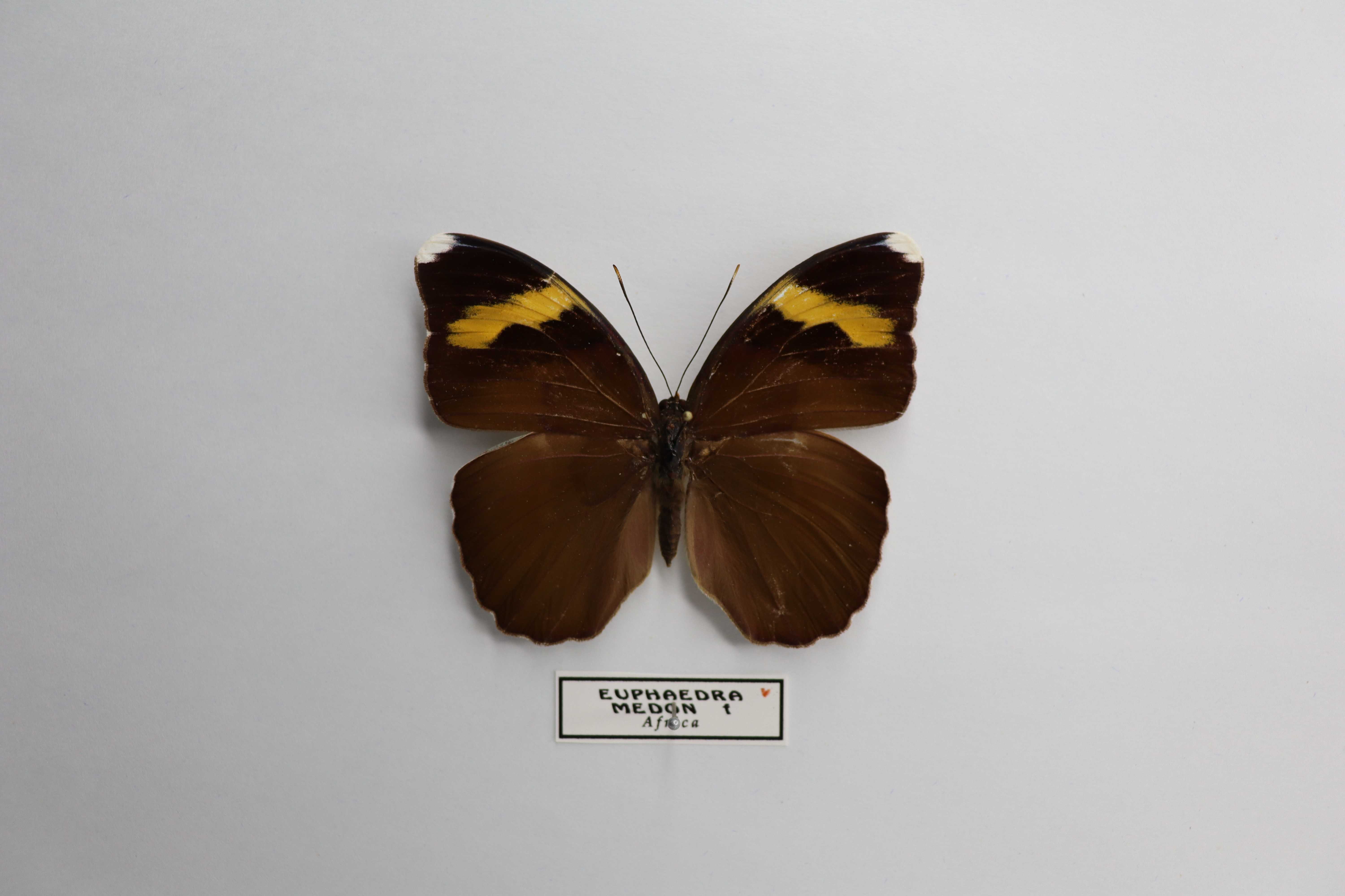 Euphaedra medon