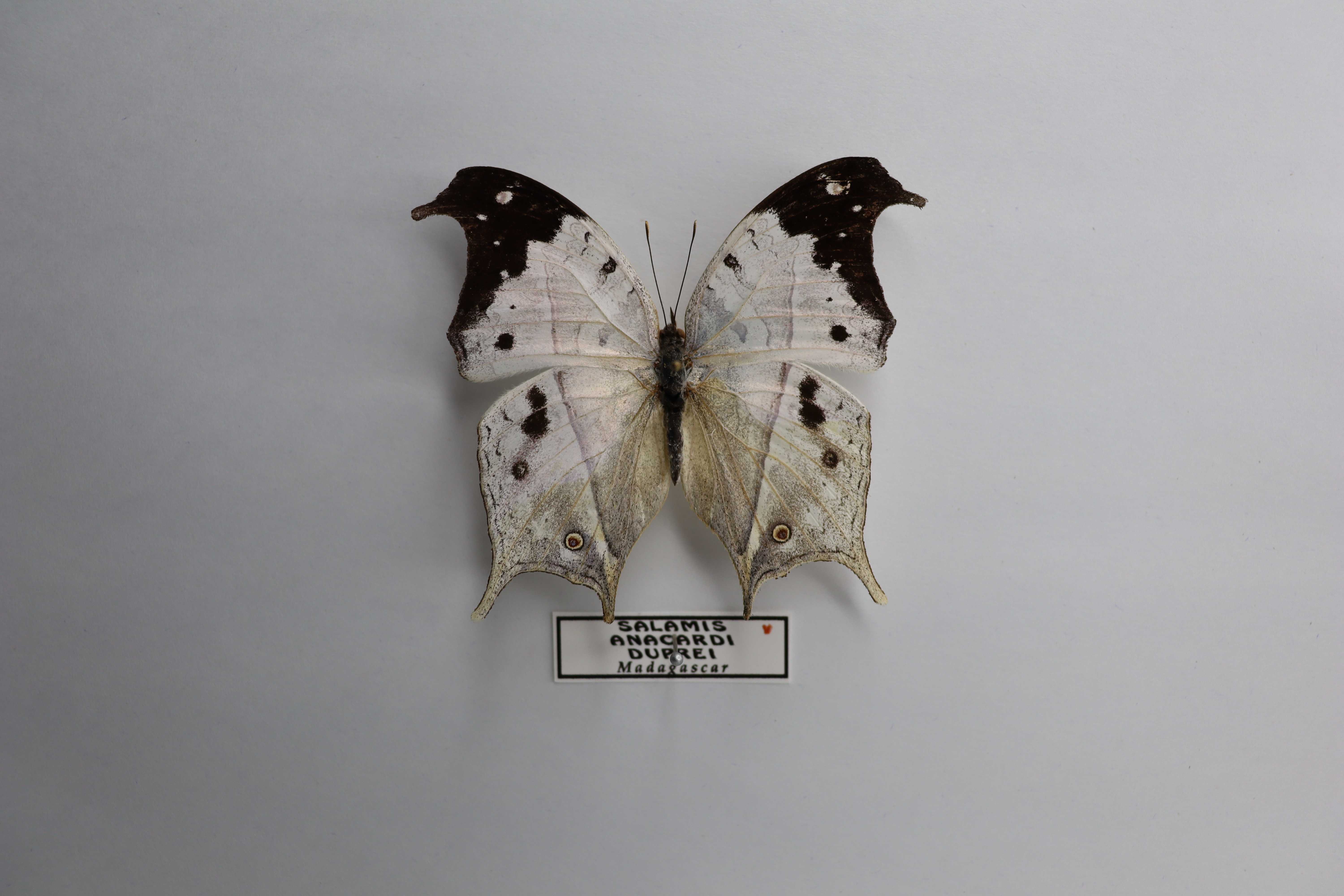 Salamis anacardii duprei