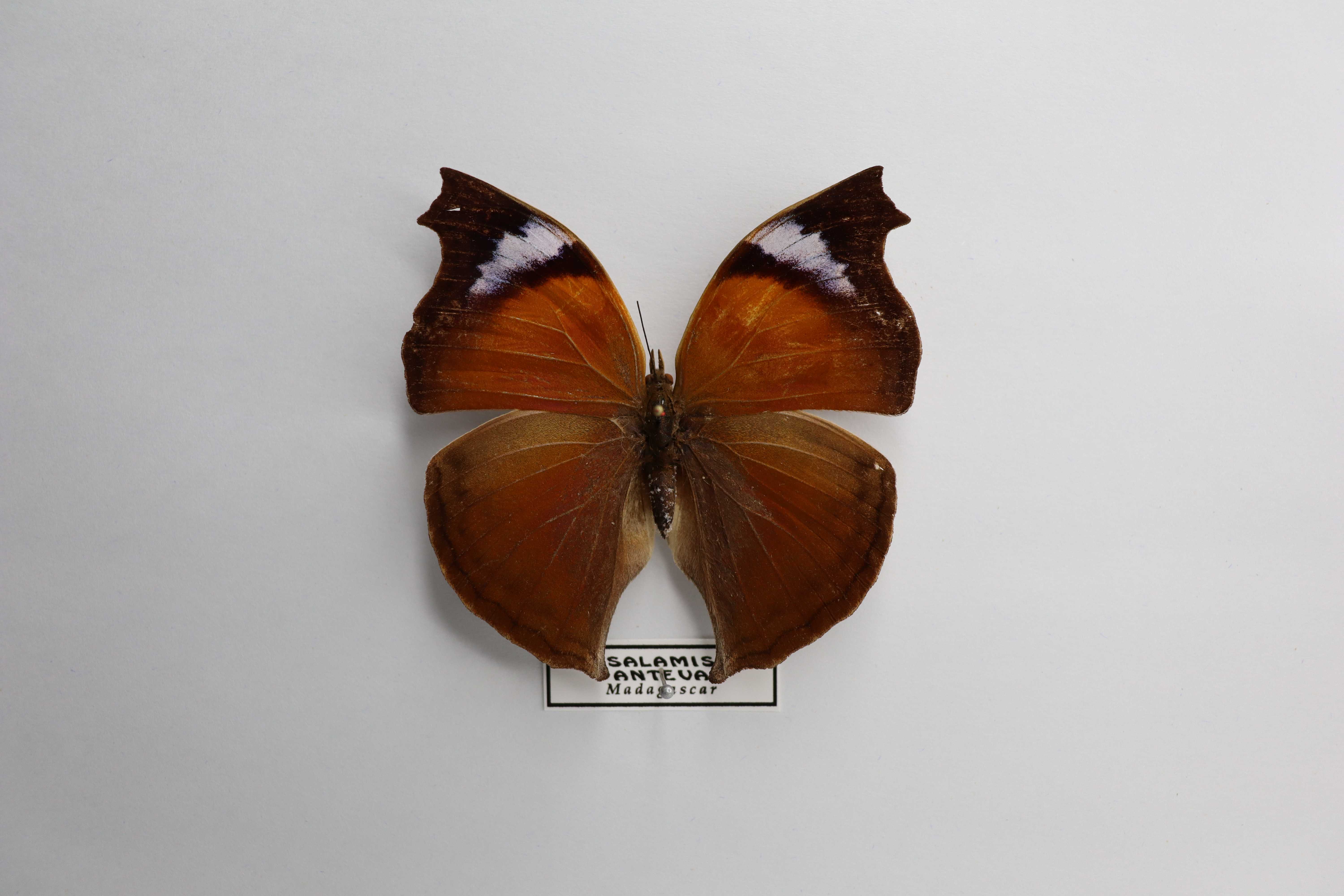 Salamis anteva
