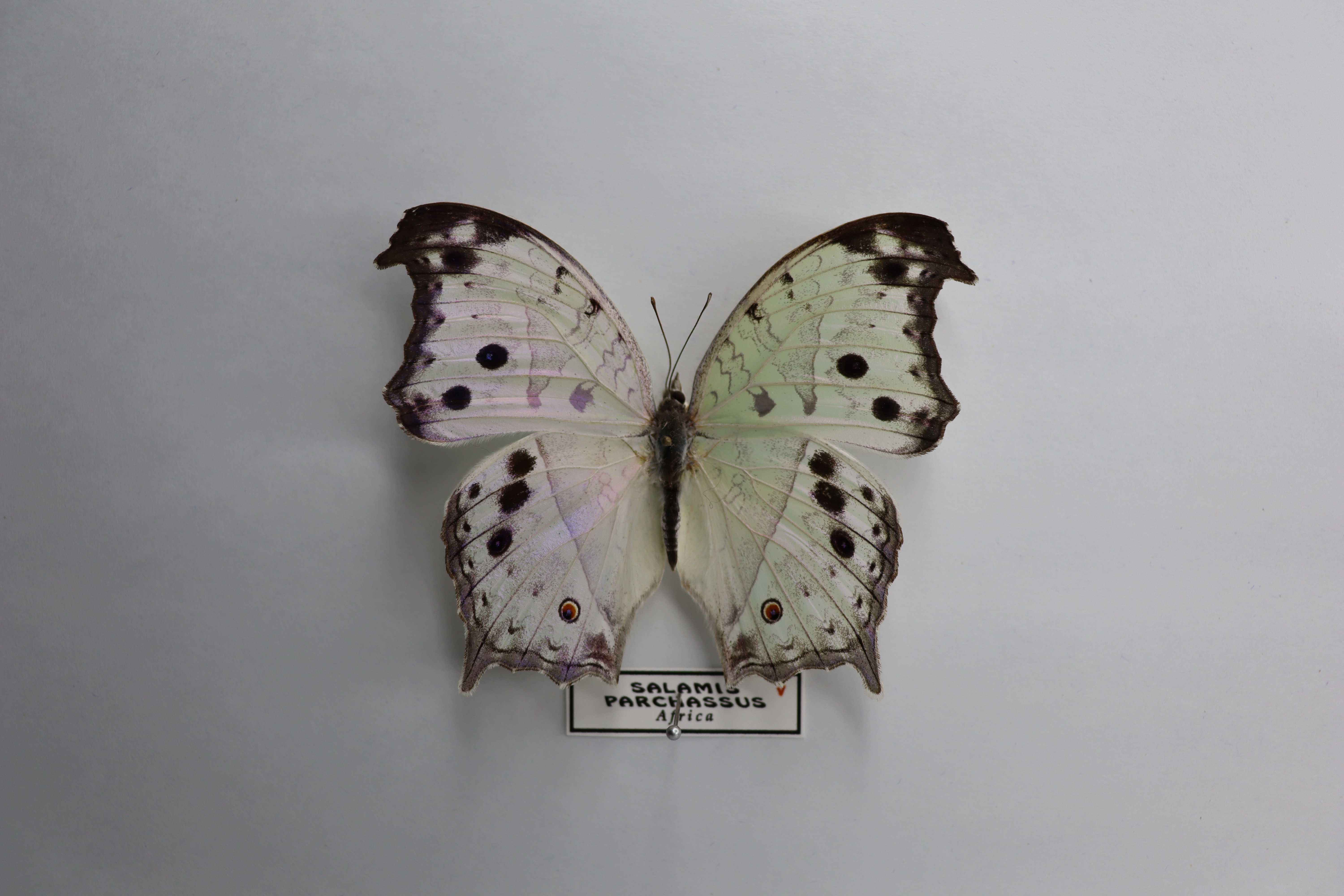 Salamis parhassus