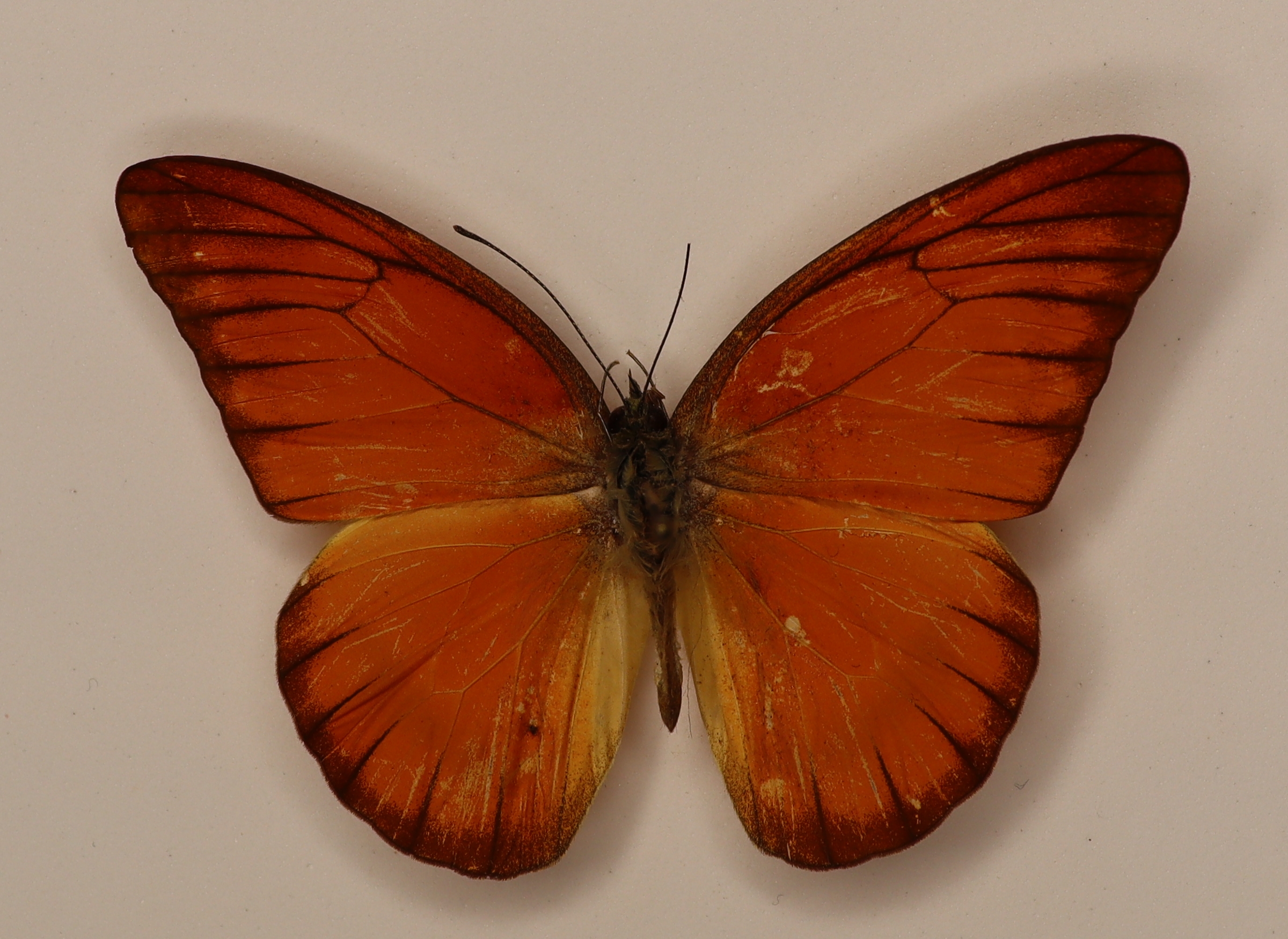 Appias Nero Philippines