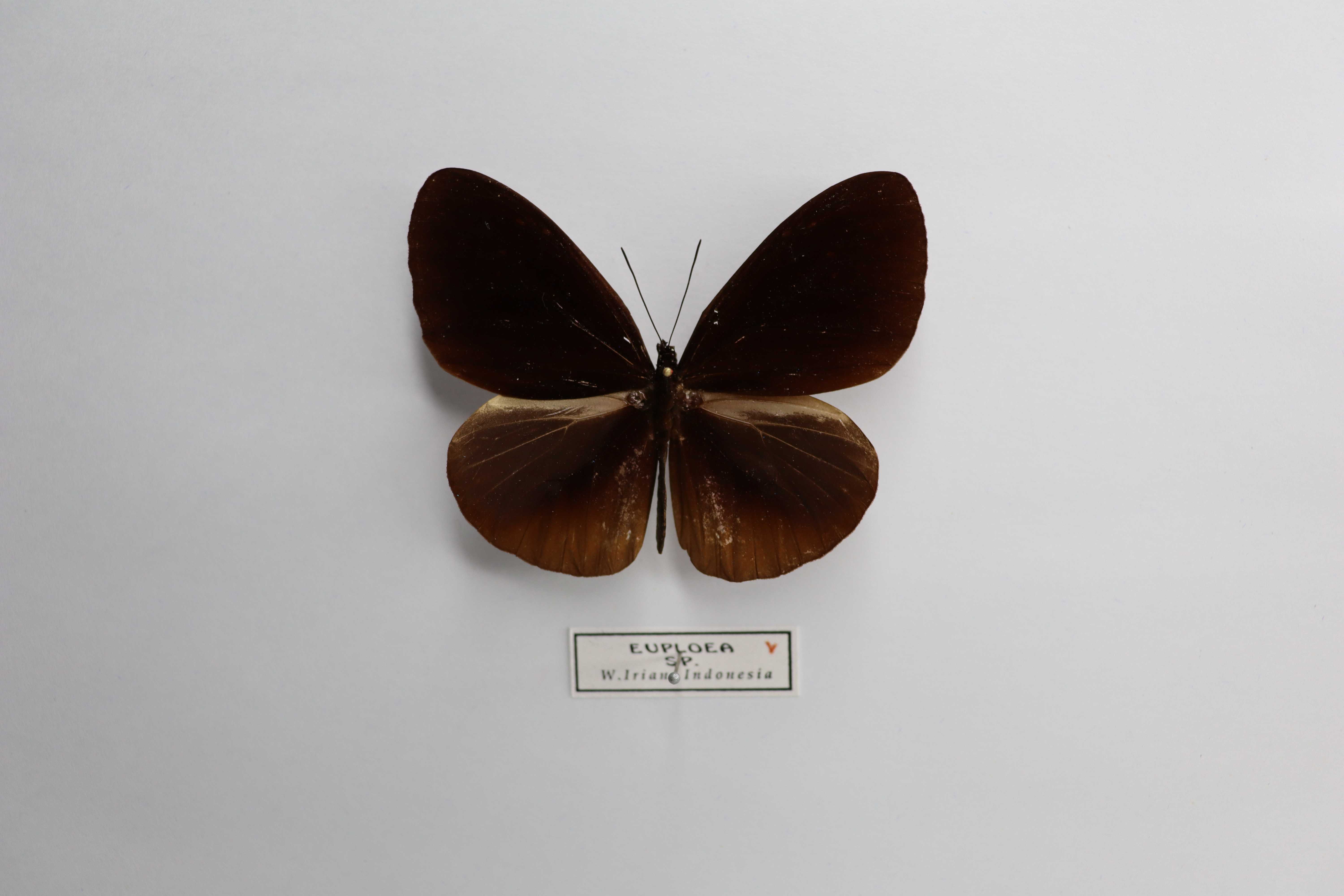 Euploea