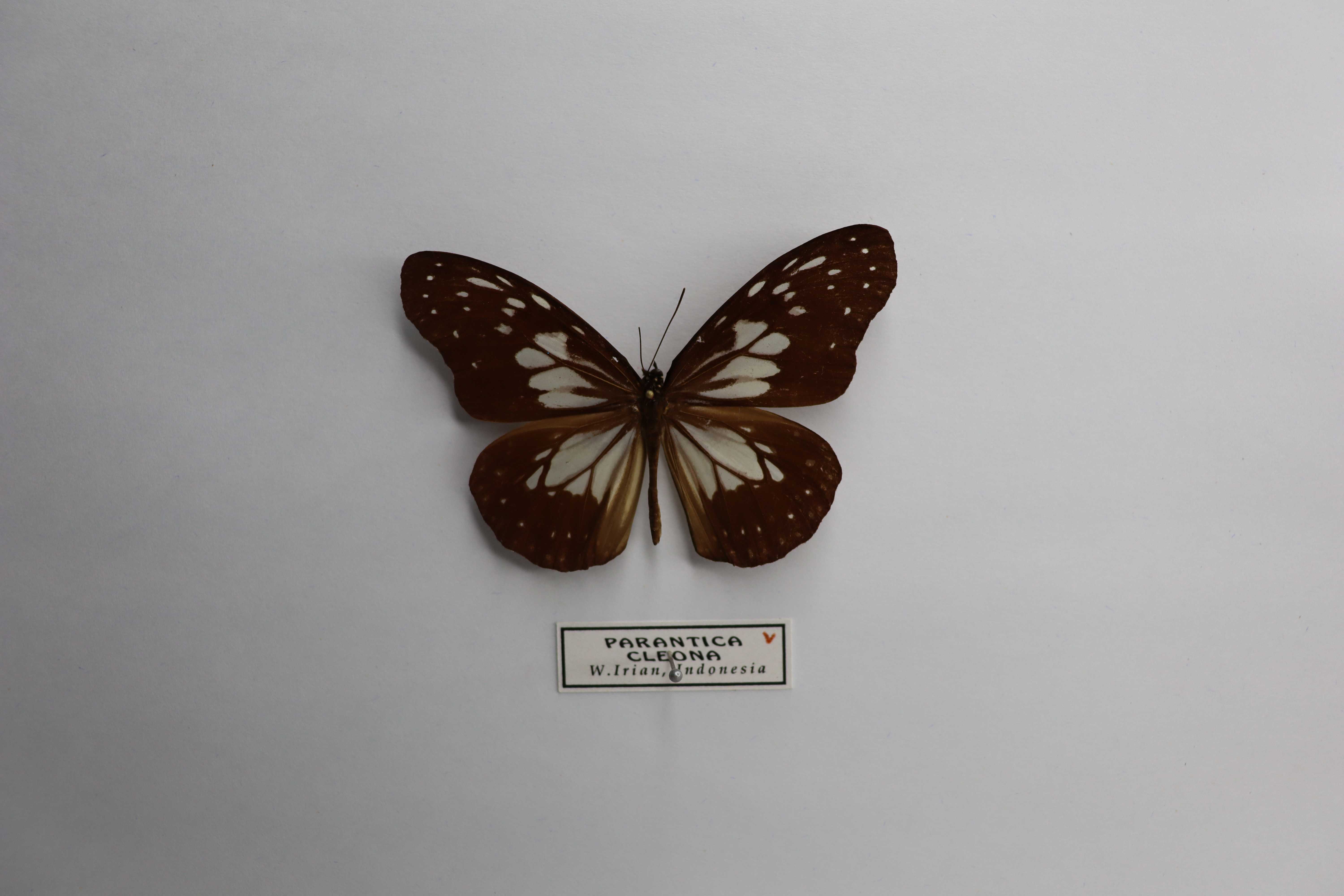 Parantica cleona