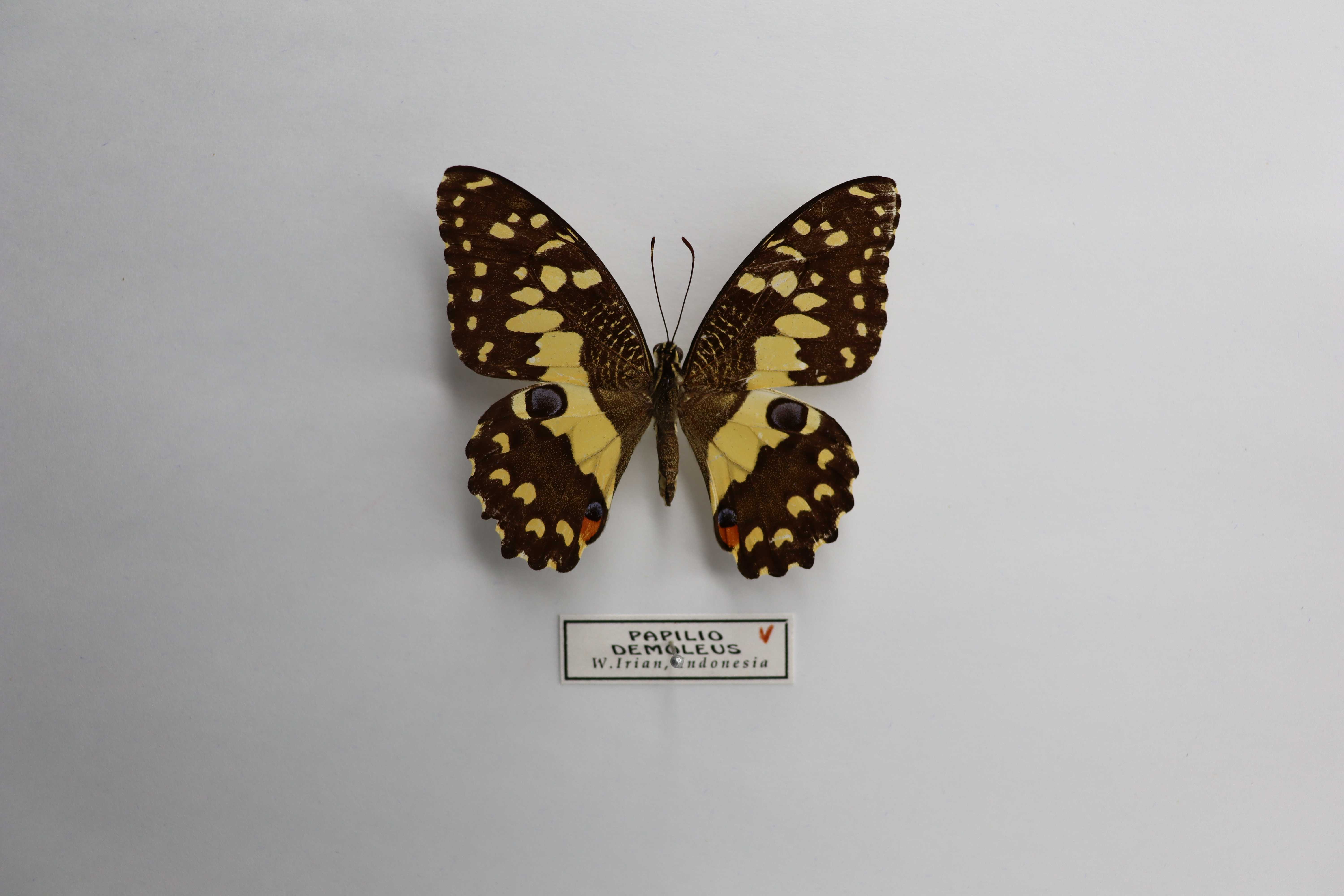 Papilio demoleus