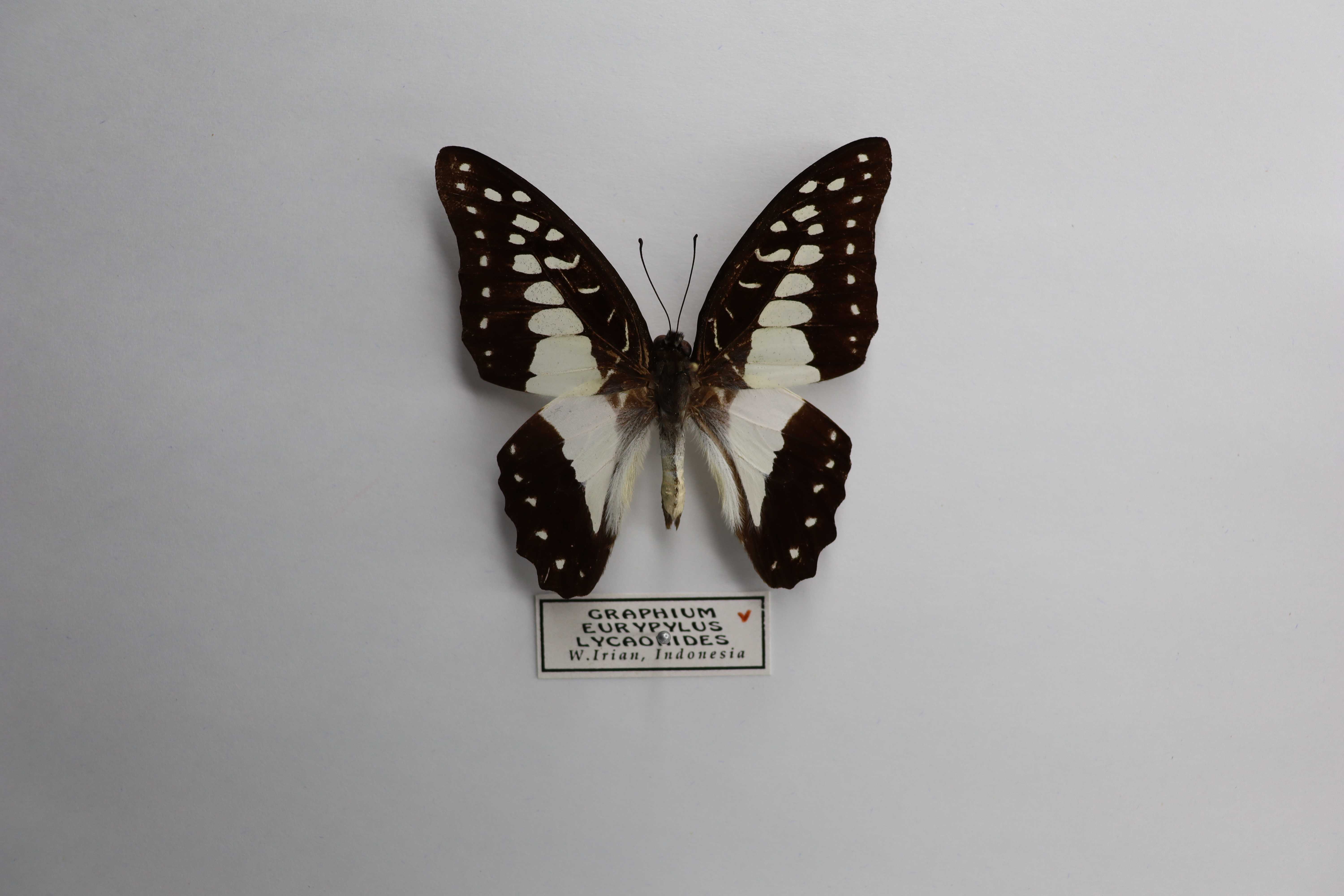 Graphium eurypylus lycaonides
