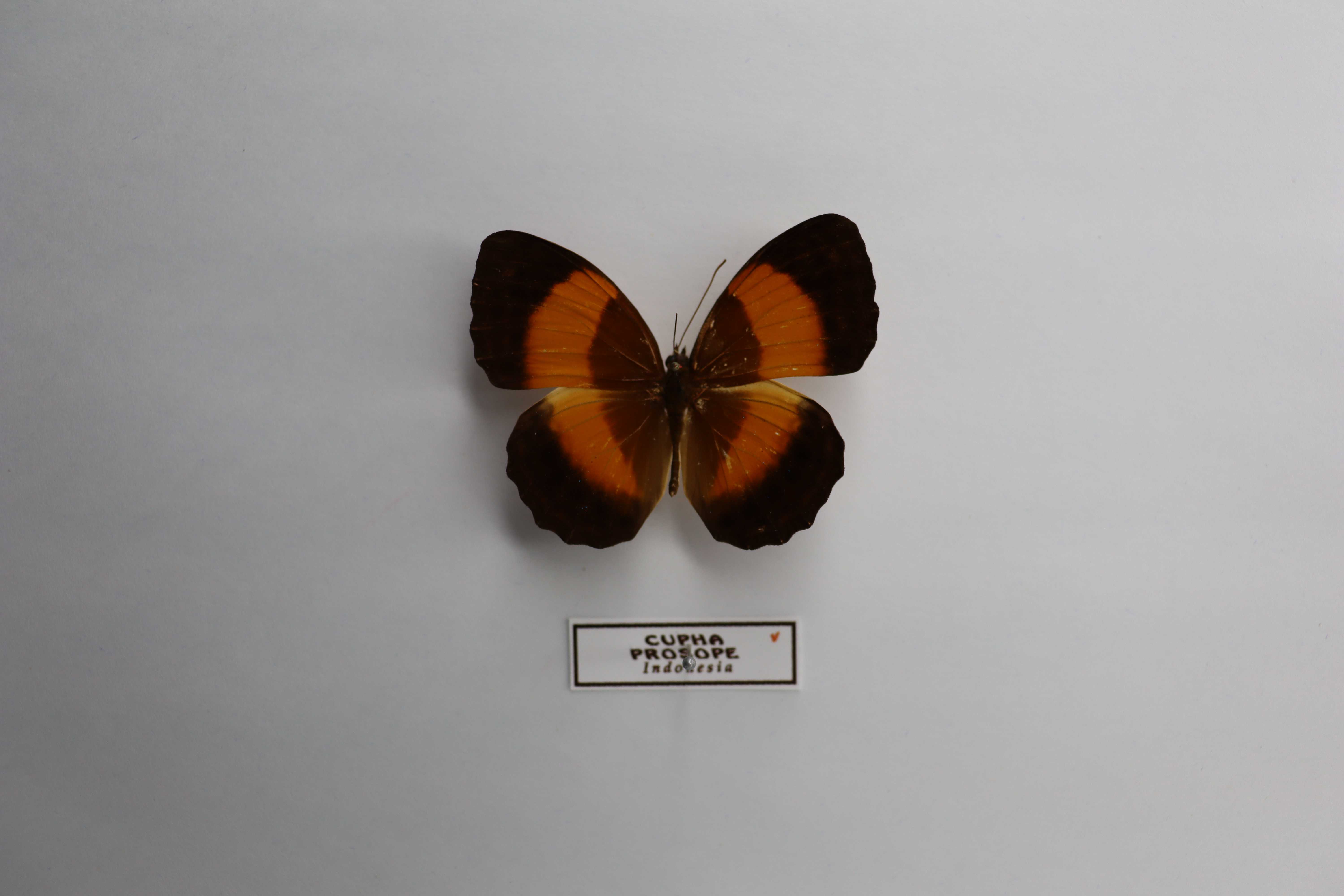 Cupha prosope