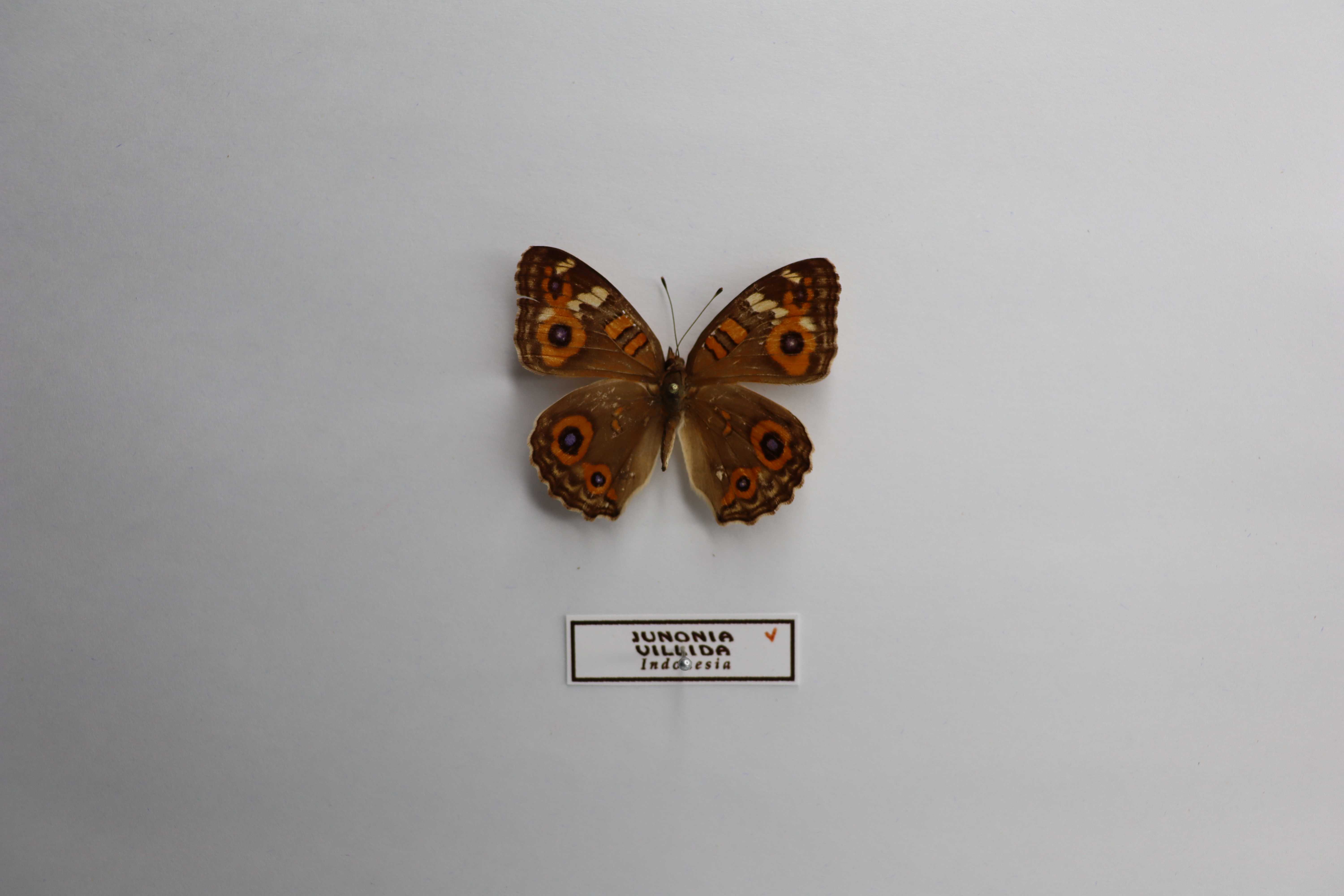 Junonia villida