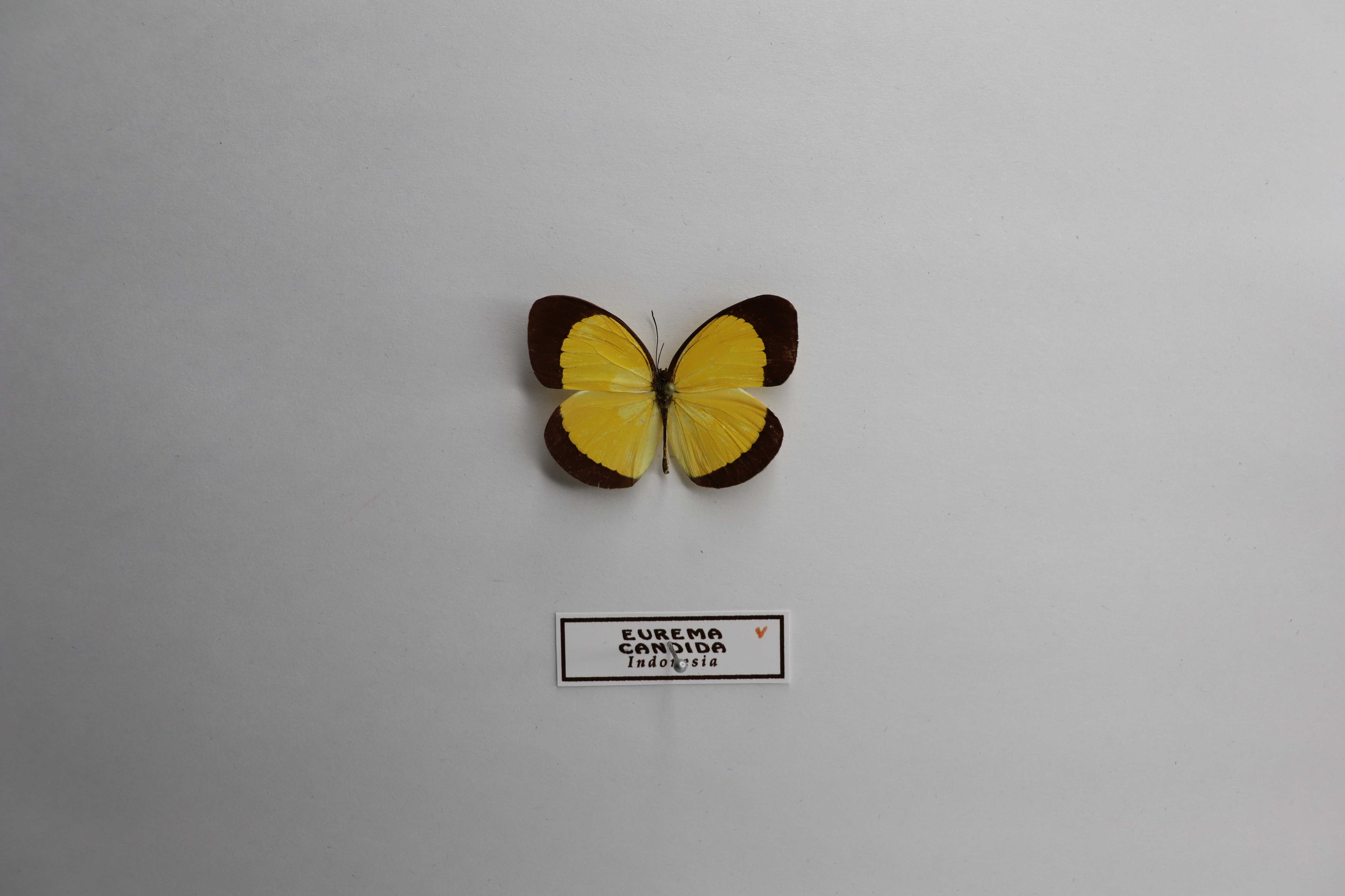 Eurema candida