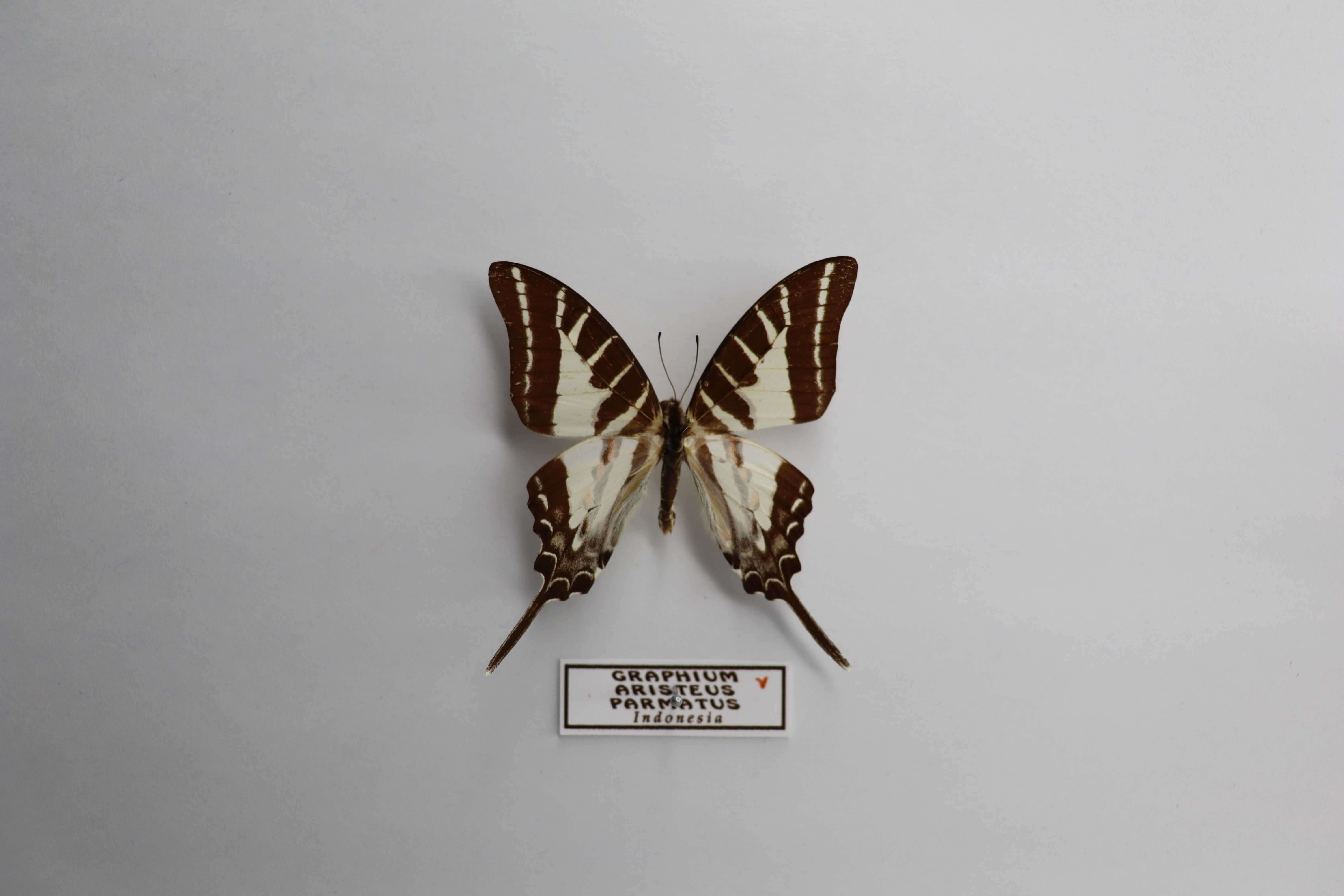 Graphium aristeus parmatus