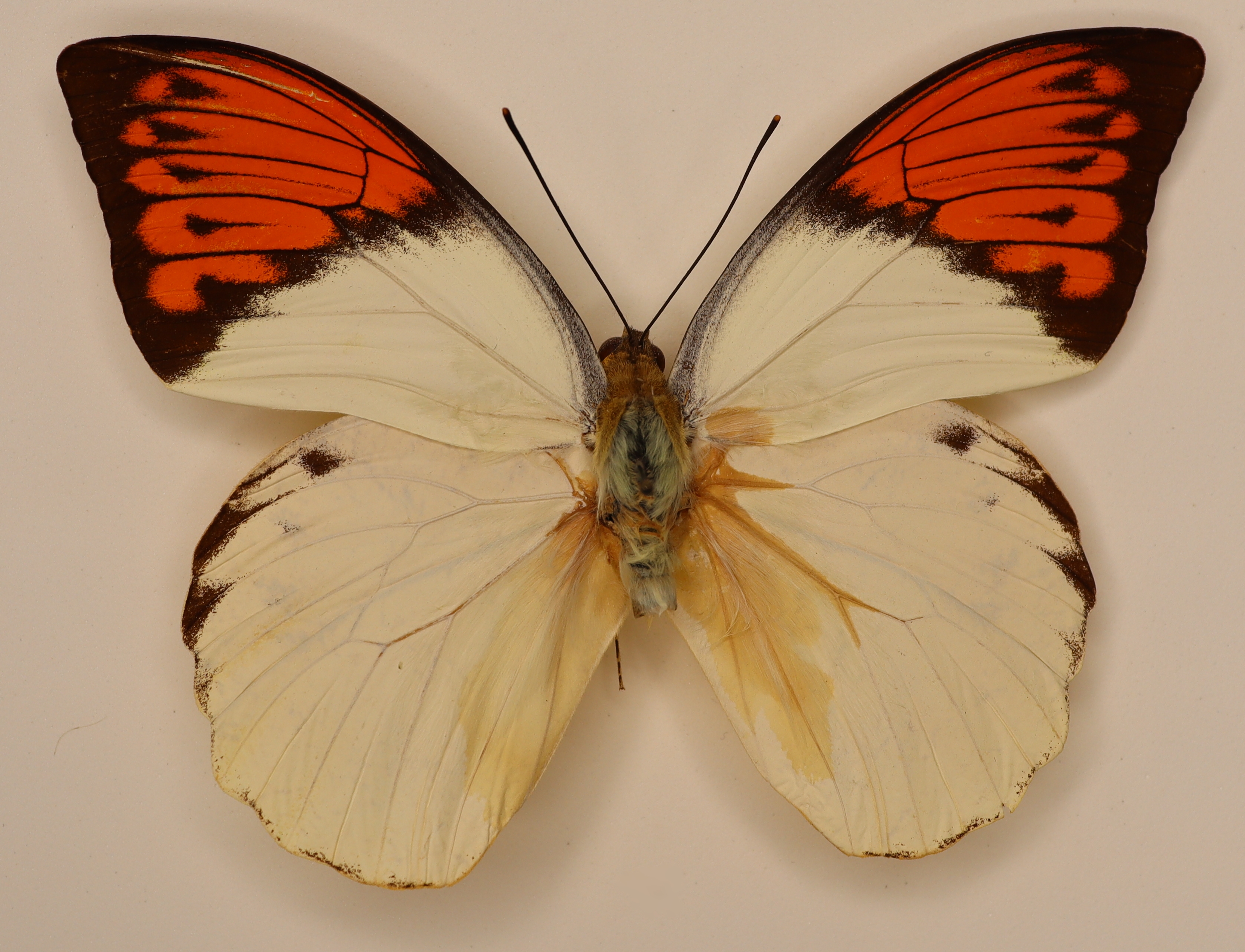 Hebomoia Glaucippe Celebensis M Sulawesi, Indonesia