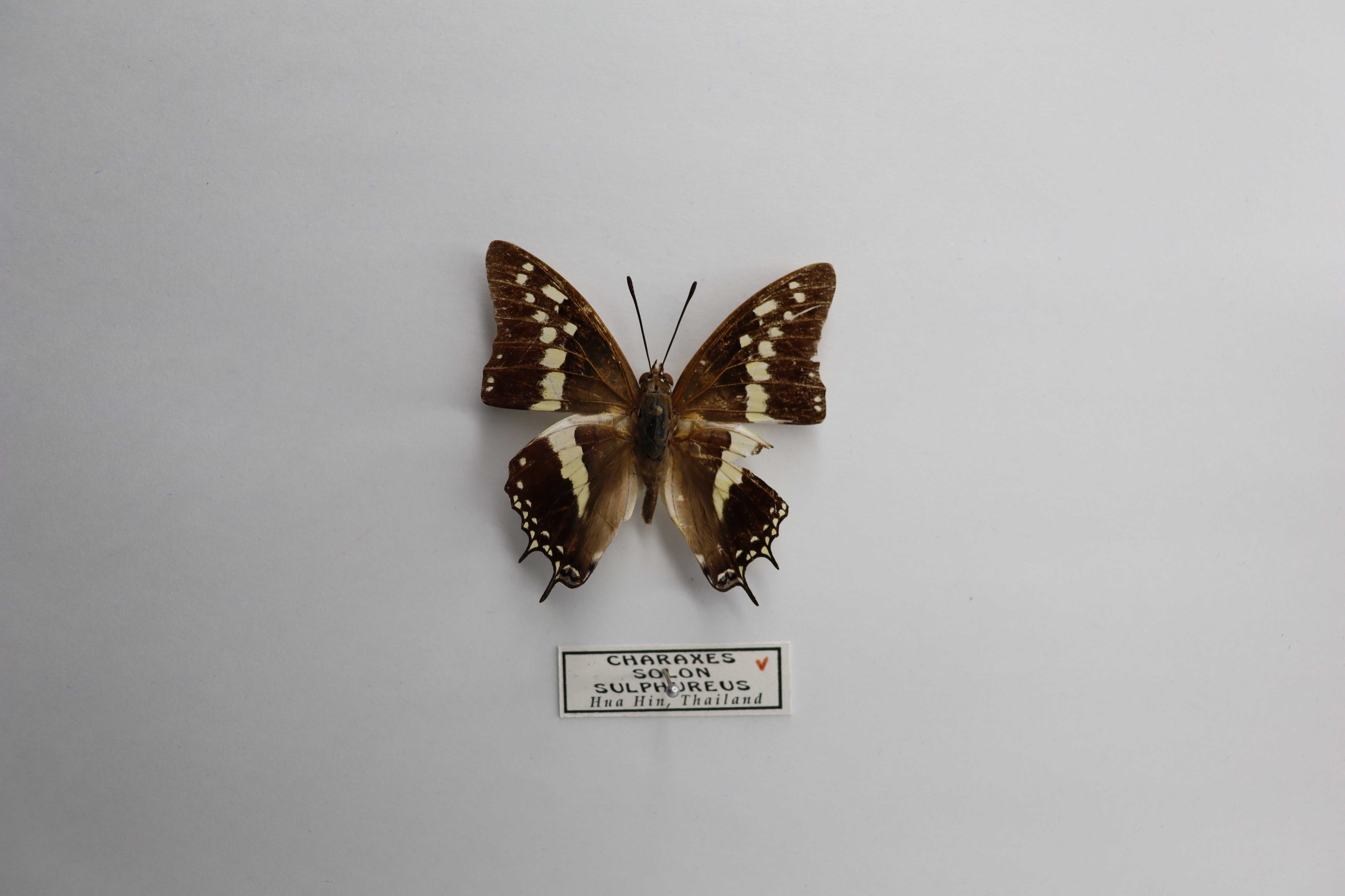 Charaxes solon sulphureus