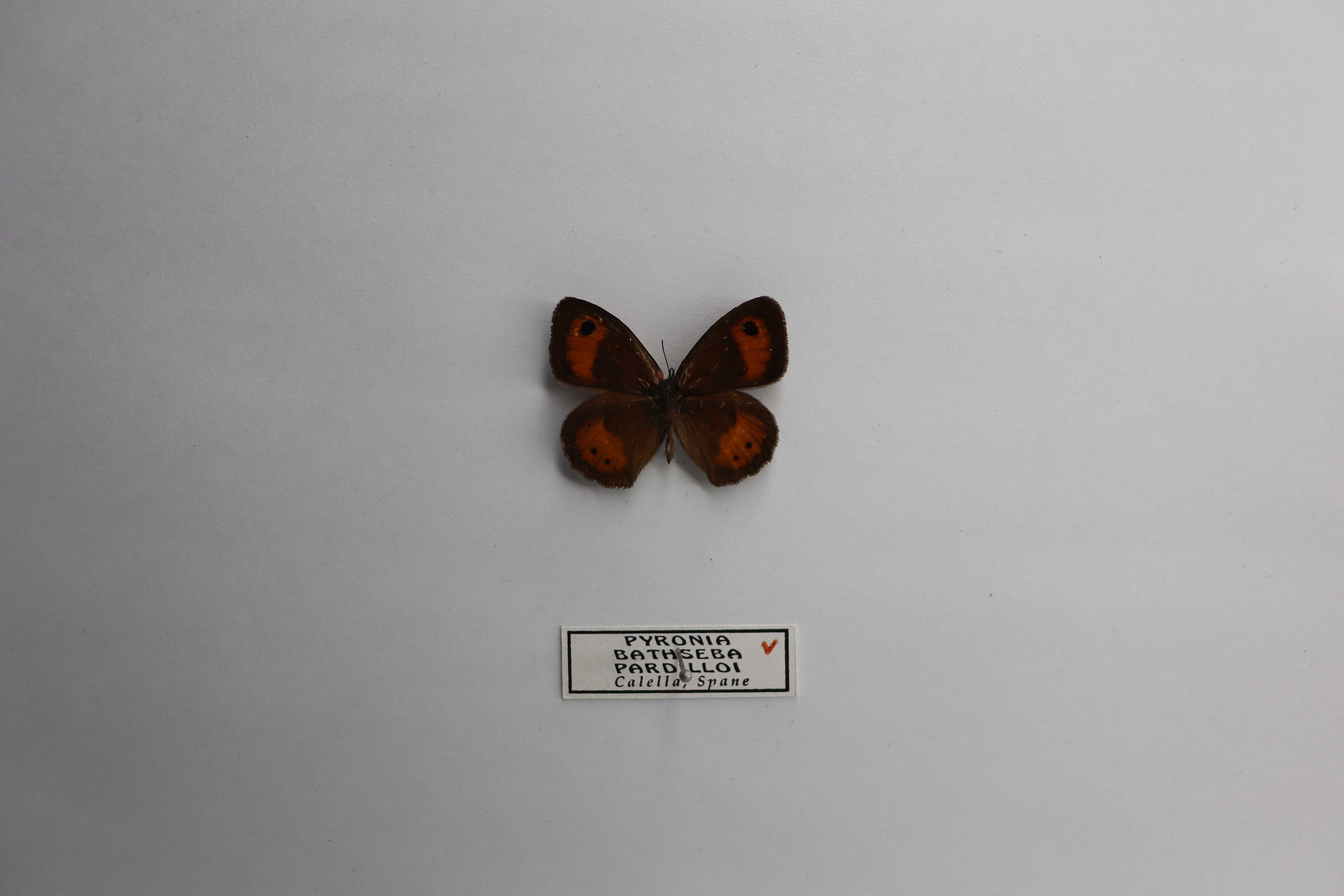 Pyronia bathseba pardilloi