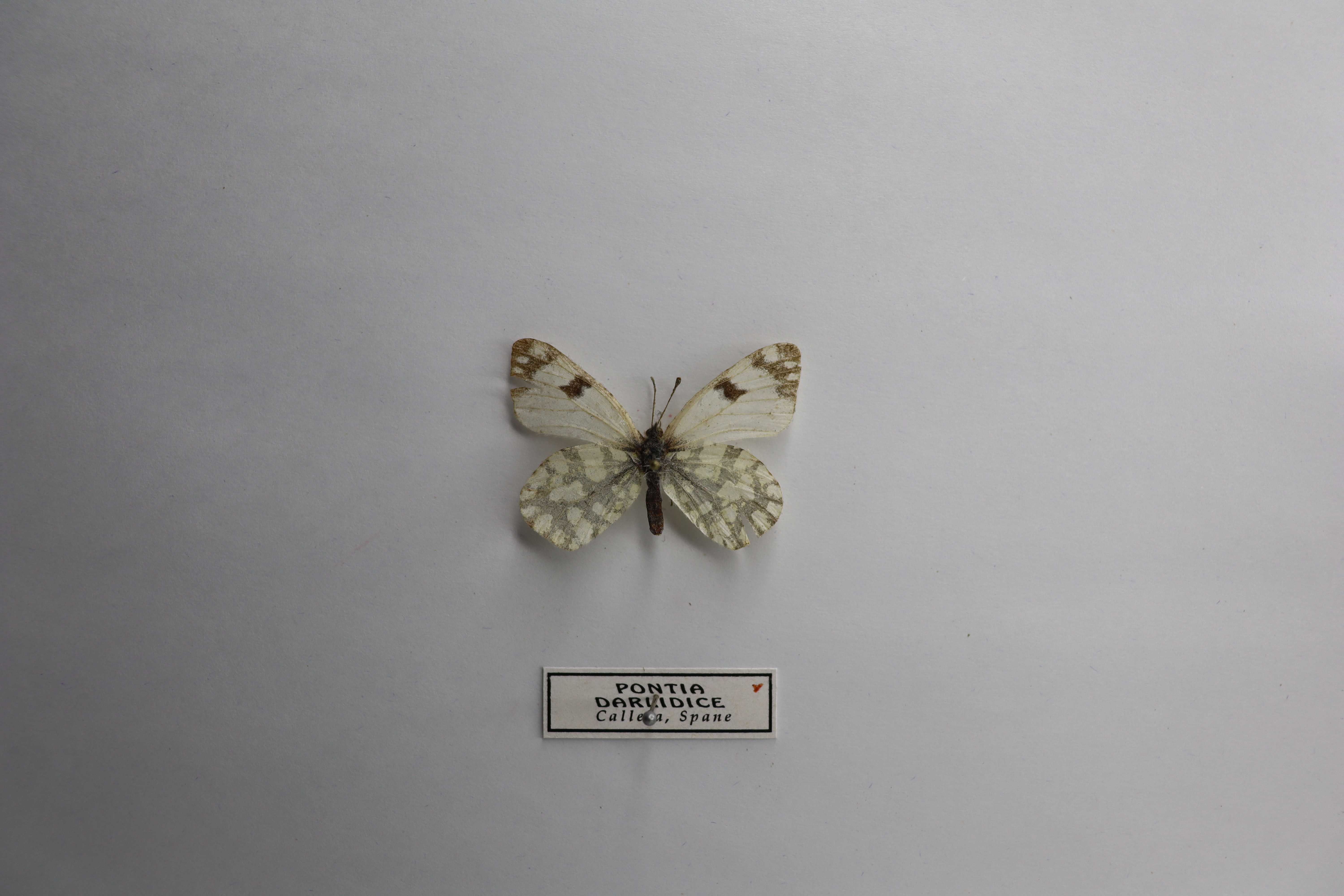Pontia daplidice callela