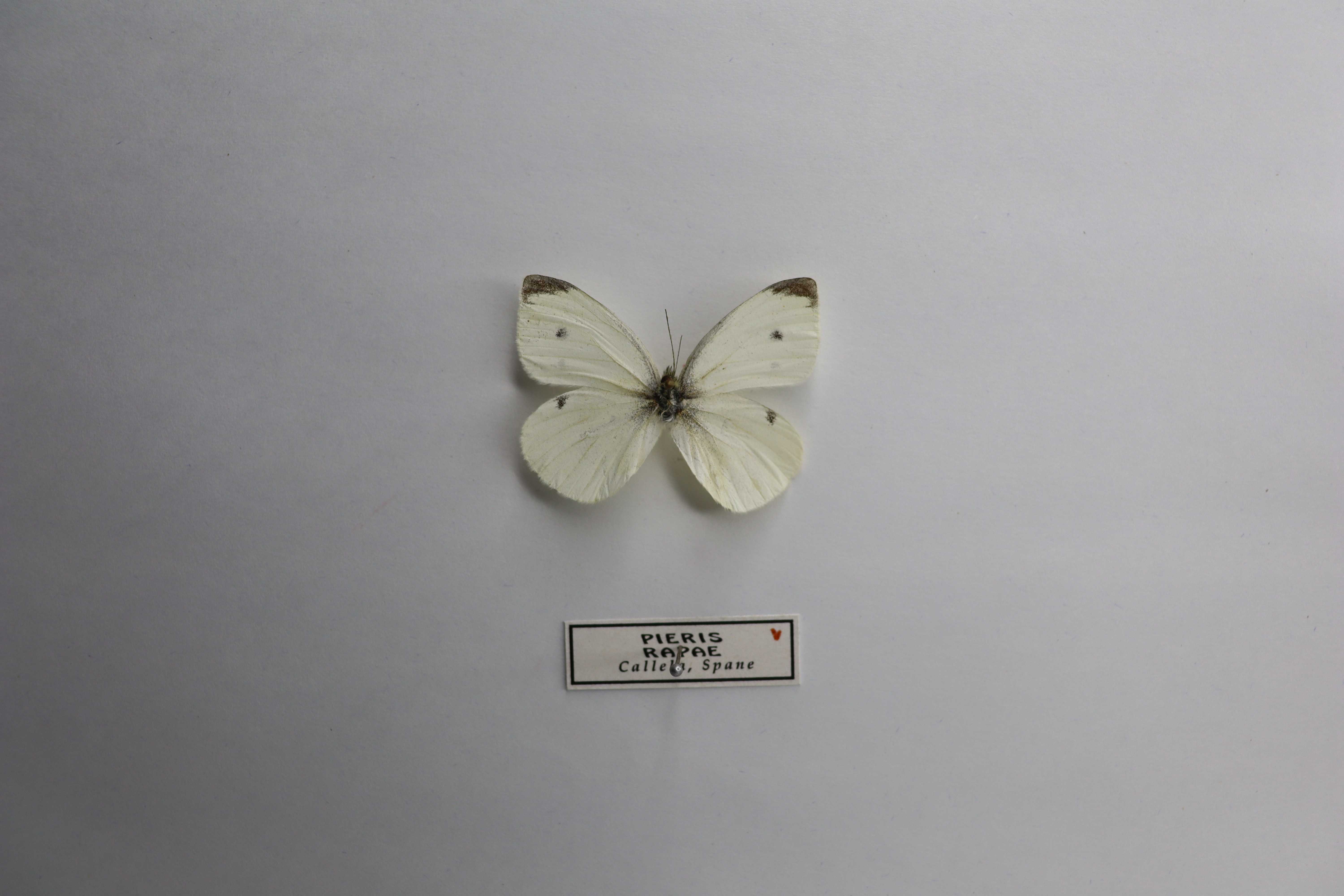 Pieris rapae callela