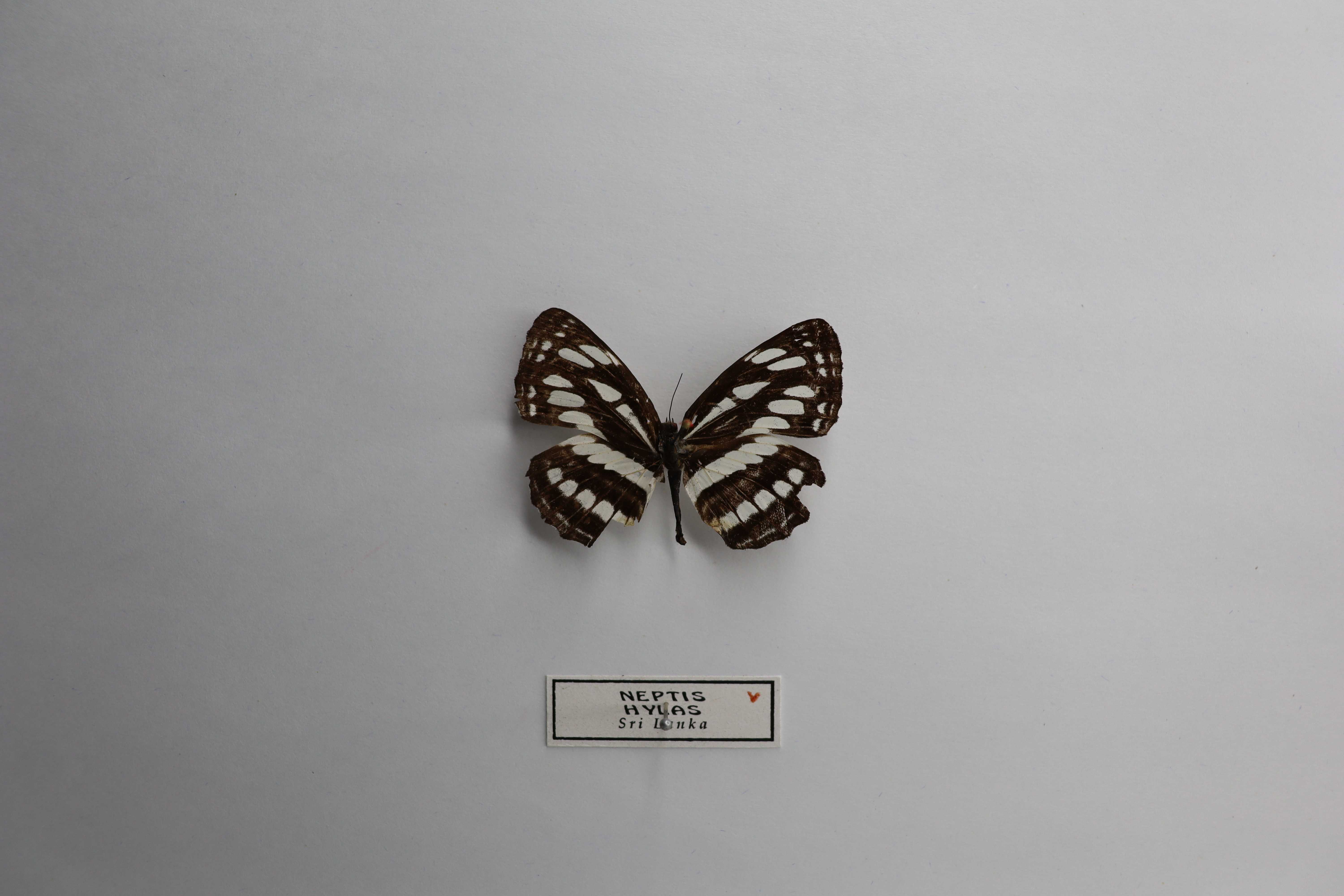 Neptis hylas