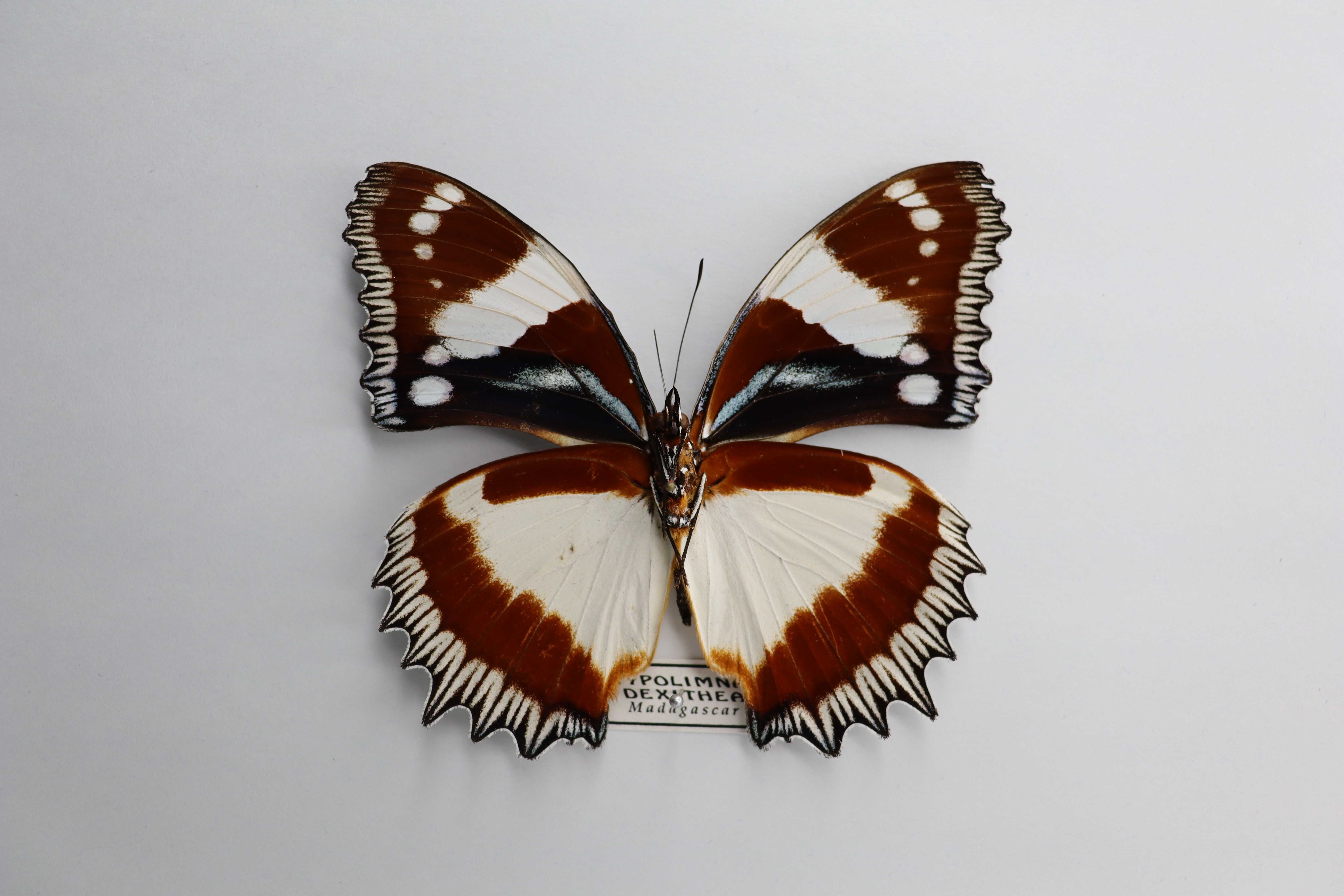 Hypolimnas dexithea
