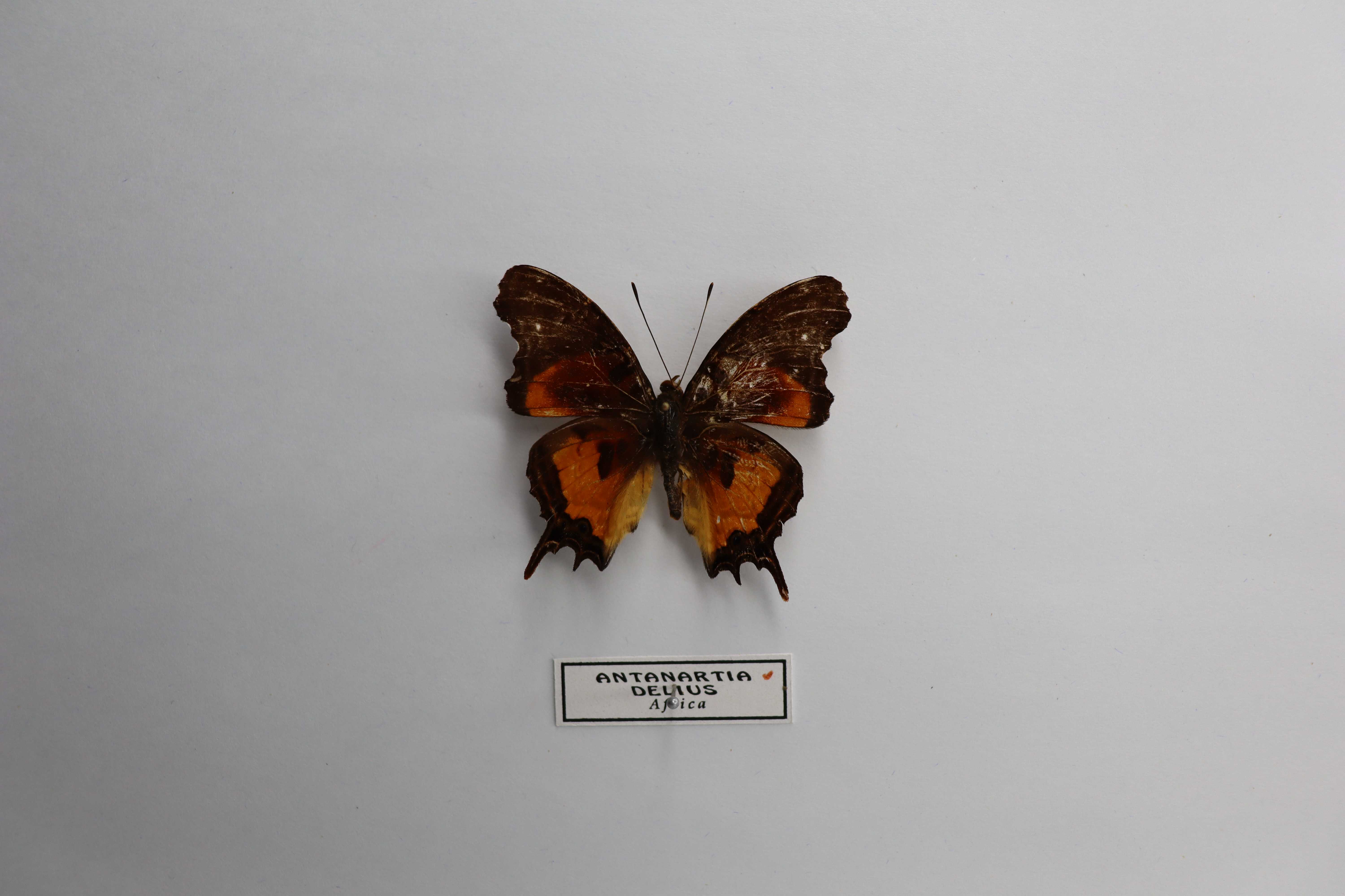 Antanartia delius