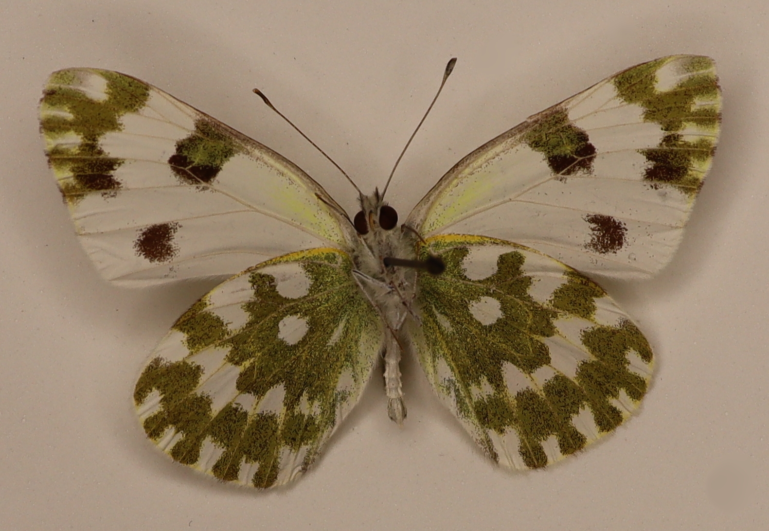 Pontia Darlidice F Rybinsk Russia