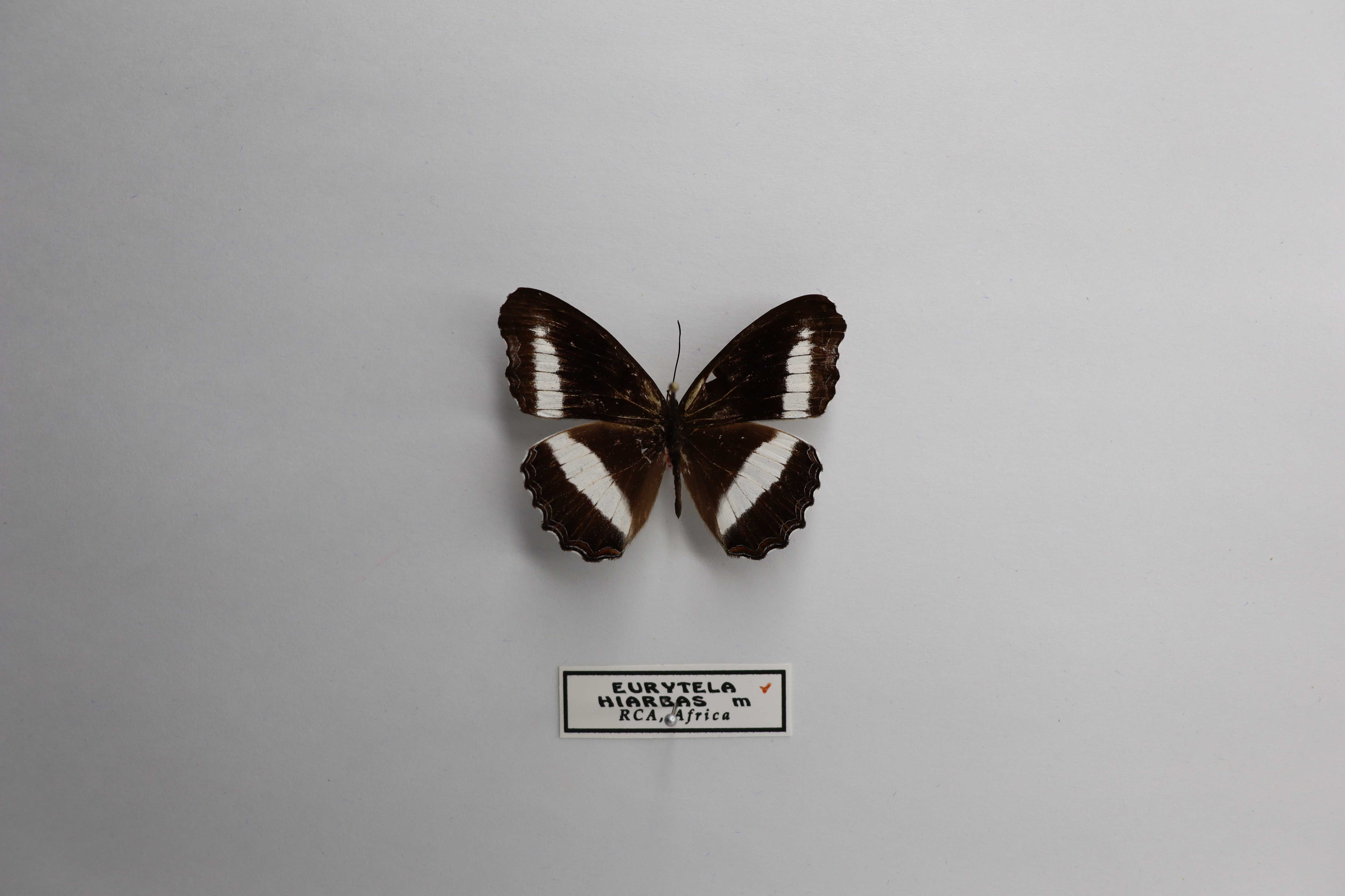 Eurytela hiarbas