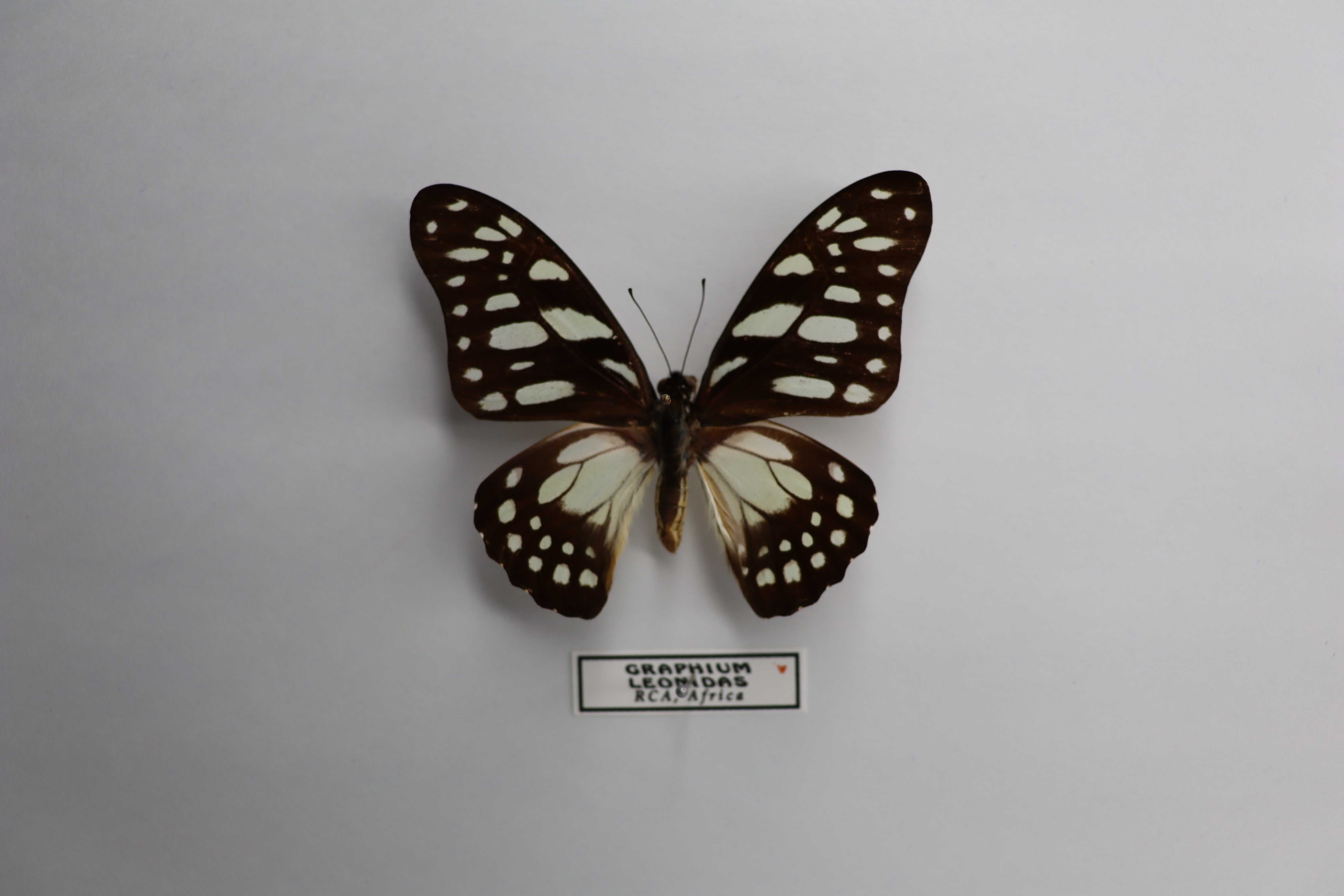 Graphium leonidas